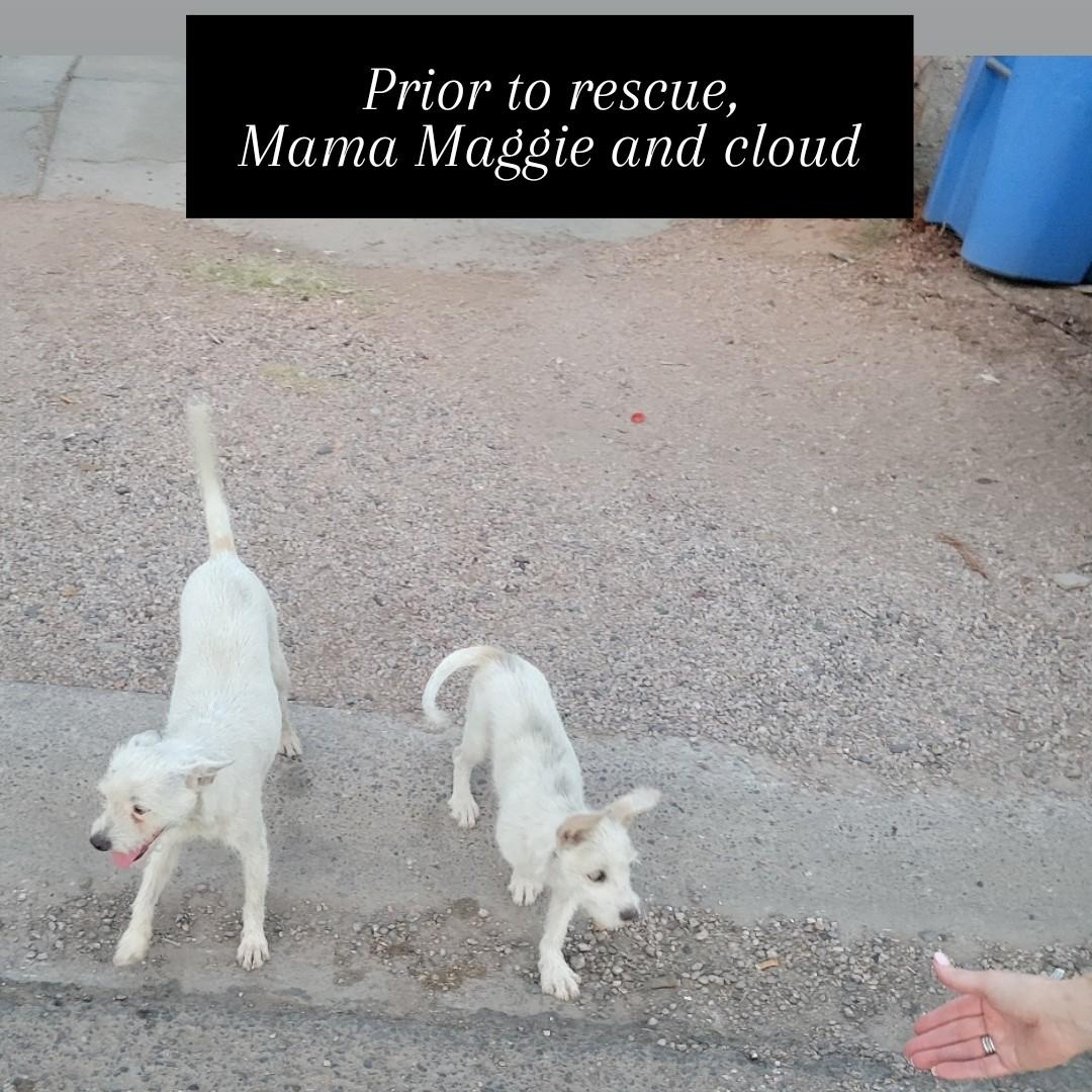 Maggie, a Adopted Terrier in Phoenix, AZ image 3/6