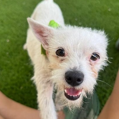 Maggie, a Adopted Terrier in Phoenix, AZ image 1/6