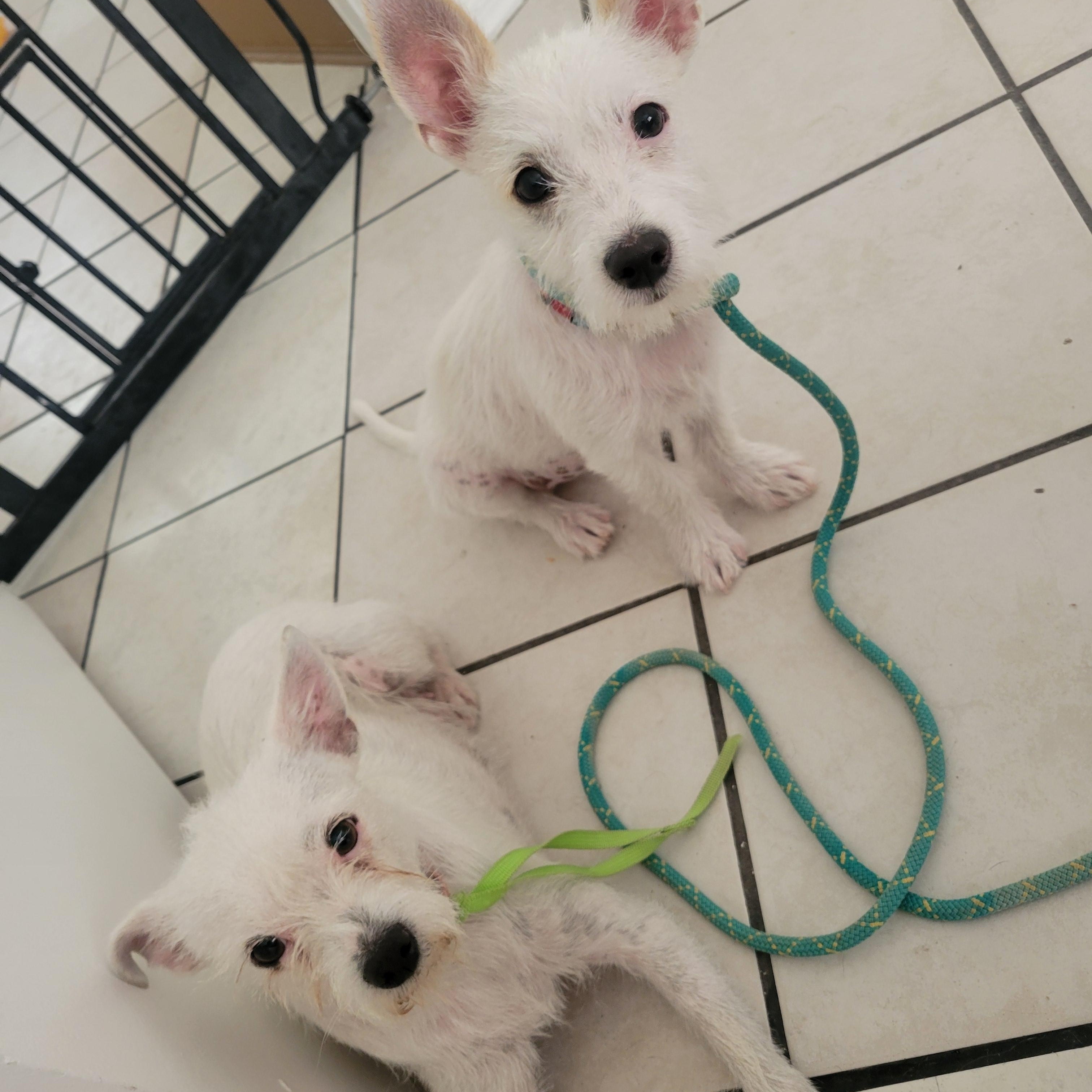 Maggie, a Adopted Terrier in Phoenix, AZ image 5/6