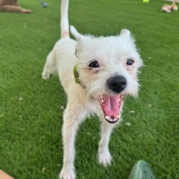 Maggie, a Adopted Terrier in Phoenix, AZ image 6/6