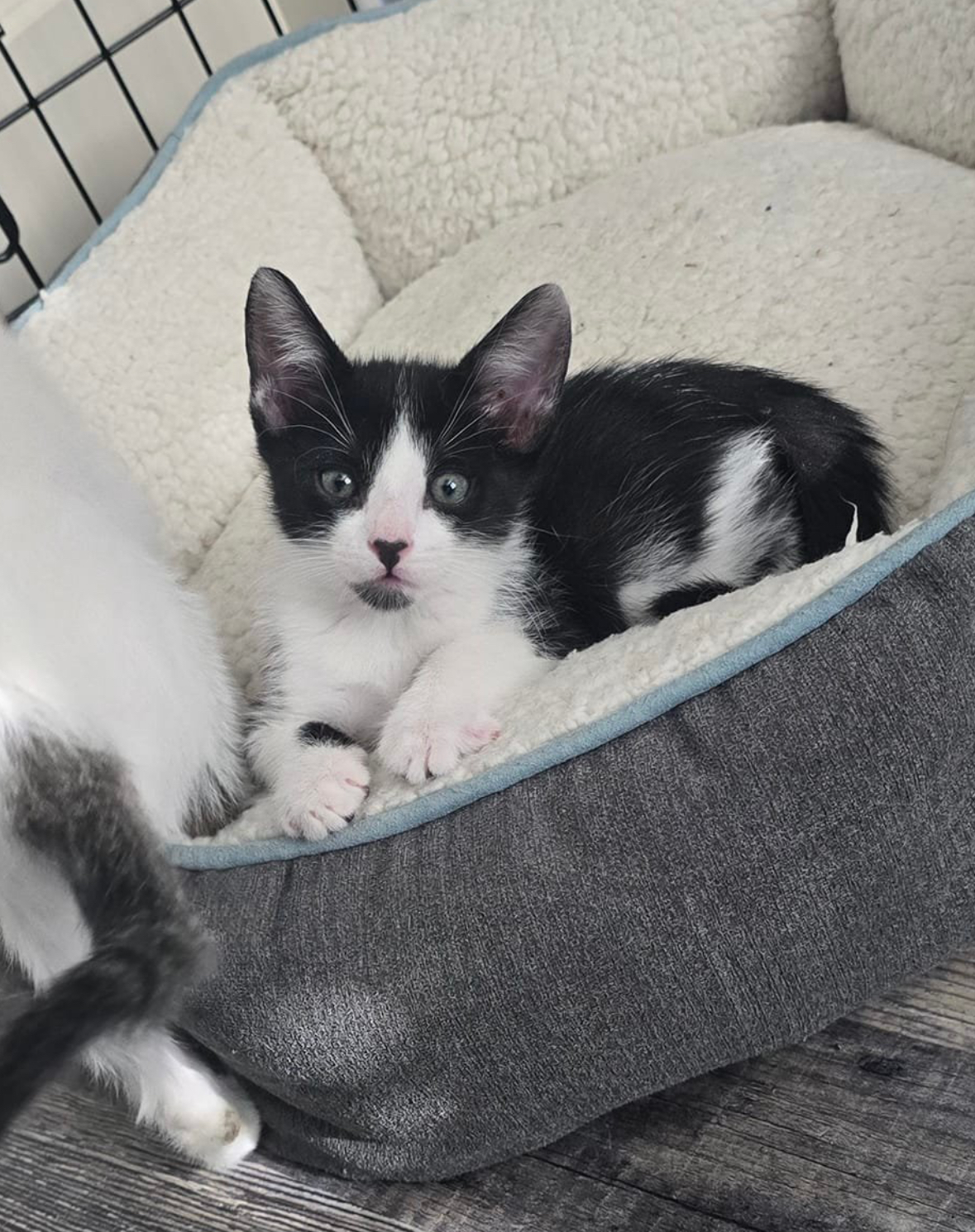 Hogie, a Adopted Domestic Short Hair in Phoenix, AZ image 1/3