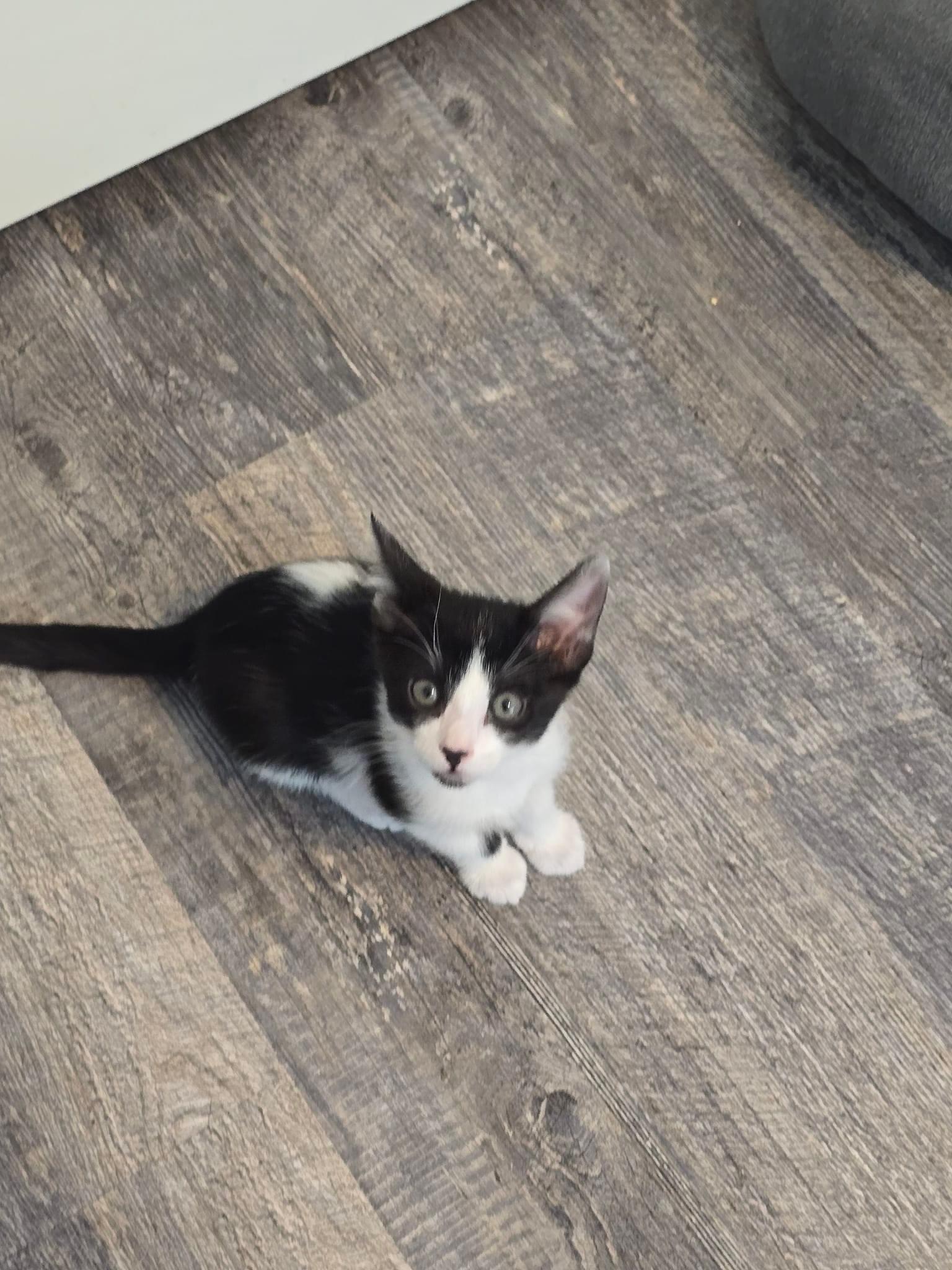 Hogie, a Adopted Domestic Short Hair in Phoenix, AZ image 3/3