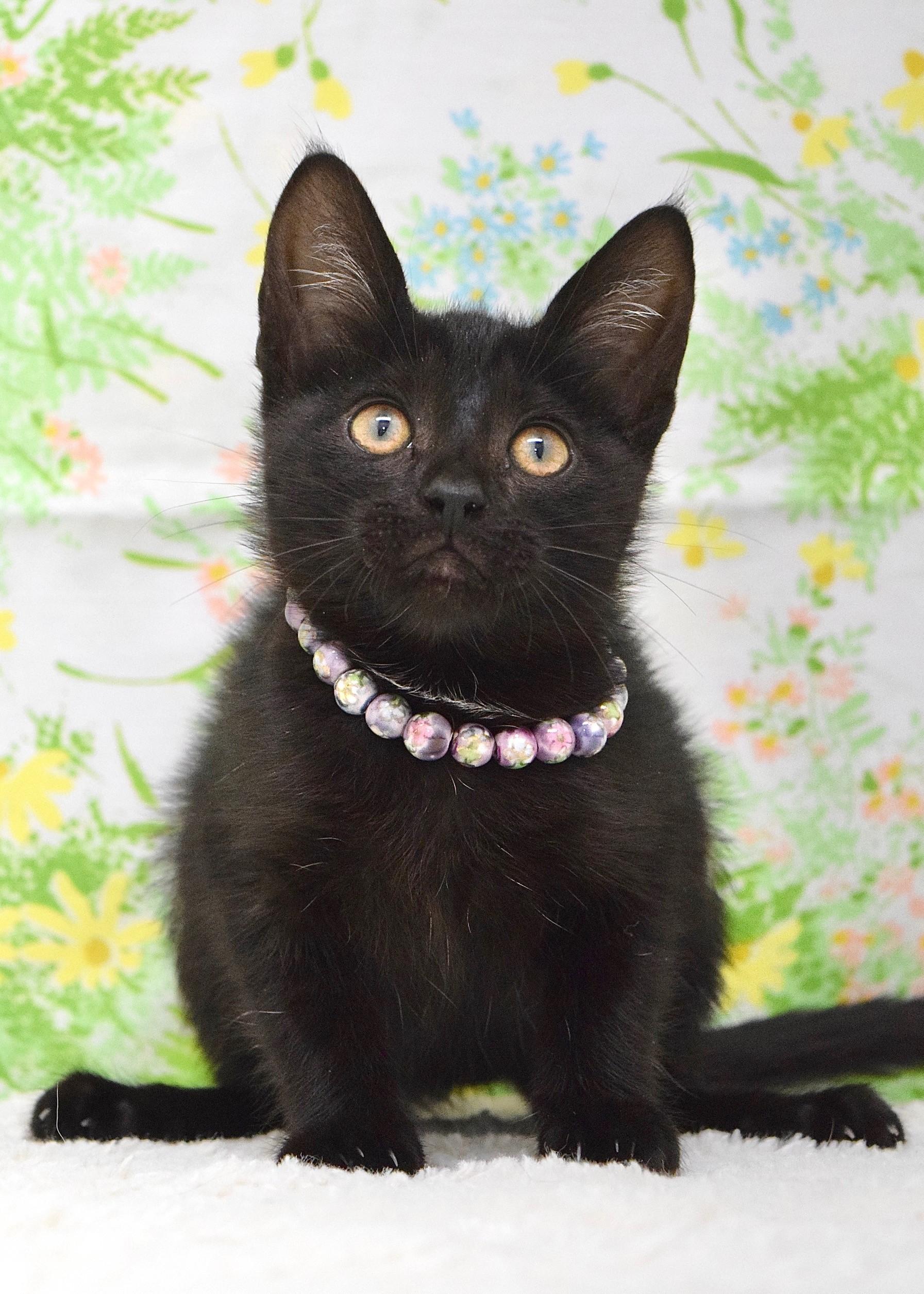 Clover, adopted, Kitten Female Domestic Short Hair.