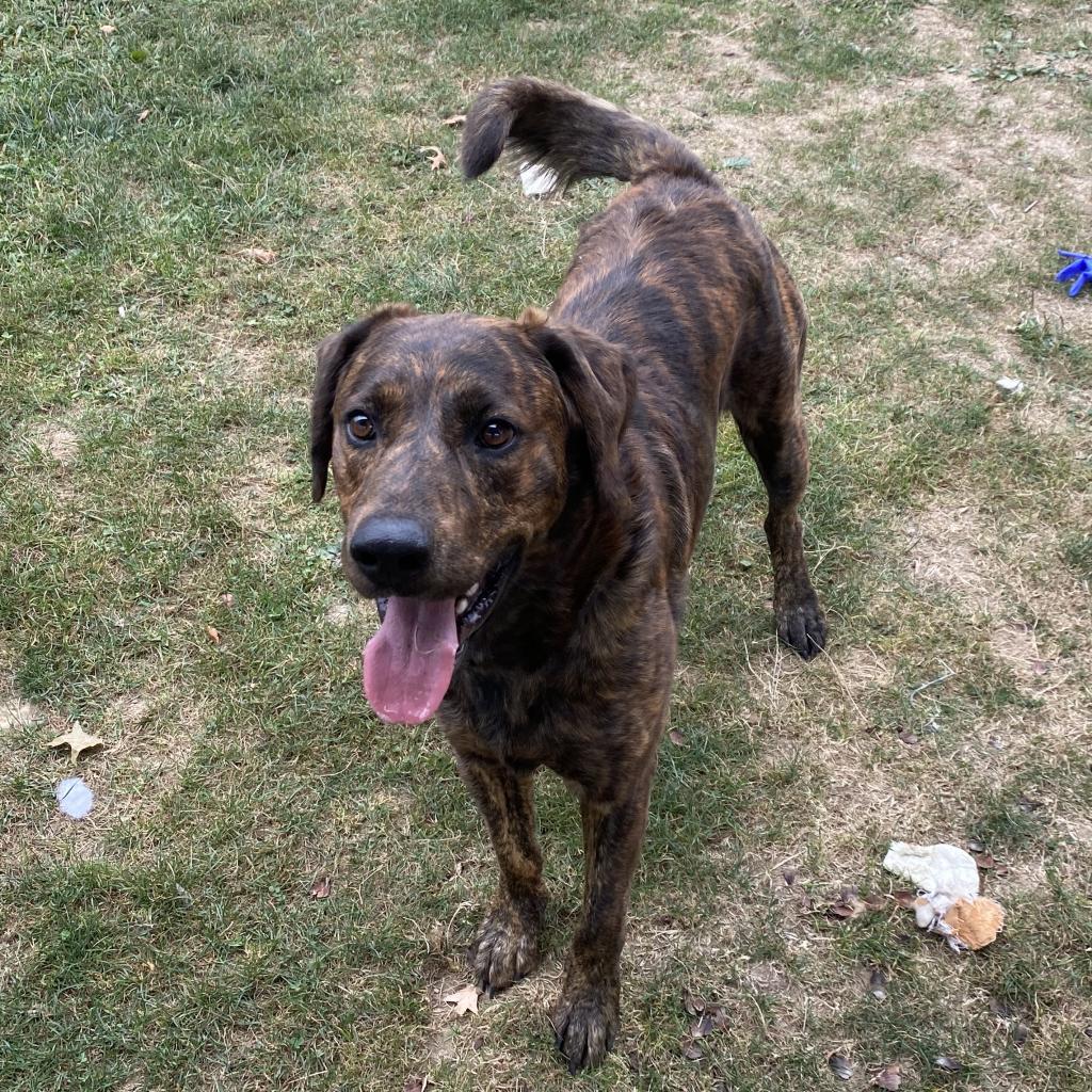 Enlarge Oakley-Rover, a Adoptable Mixed Breed in Beckley, WV image 2/6