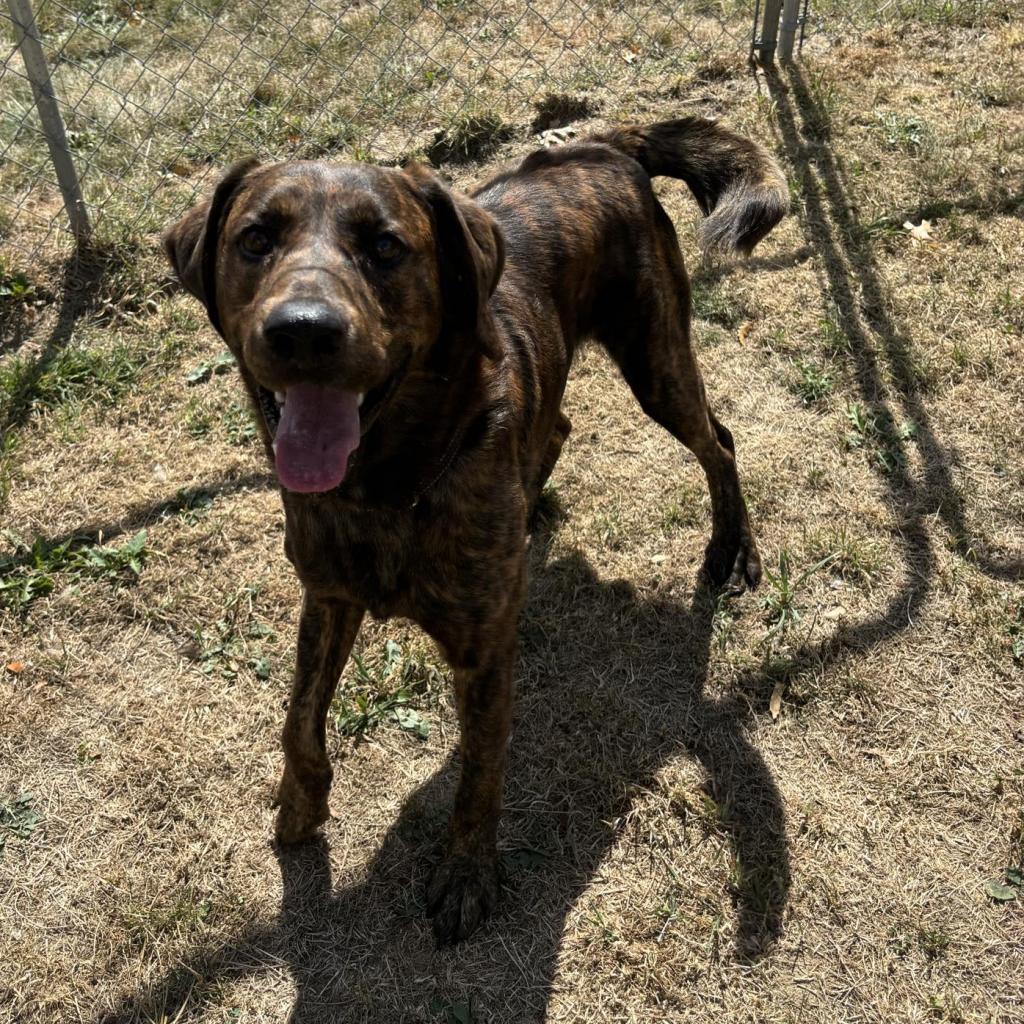 Enlarge Oakley-Rover, a Adoptable Mixed Breed in Beckley, WV image 3/6