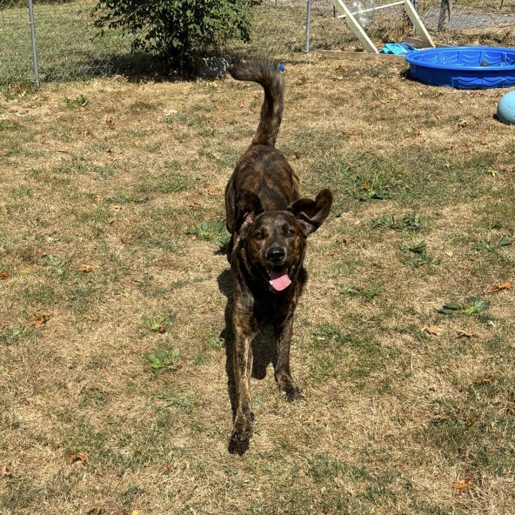 Oakley-Rover, a Adoptable Mixed Breed in Beckley, WV image 2/6