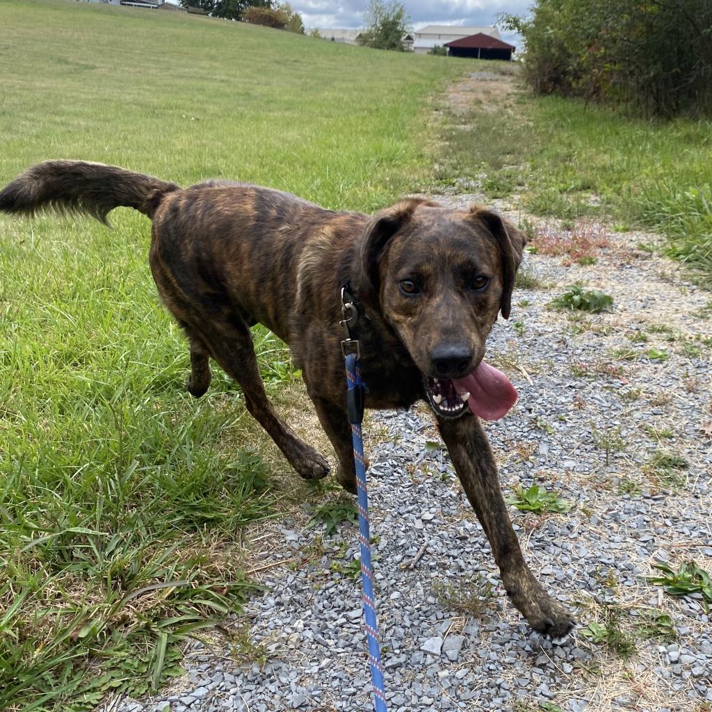 Enlarge Oakley-Rover, a Adoptable Mixed Breed in Beckley, WV image 5/6