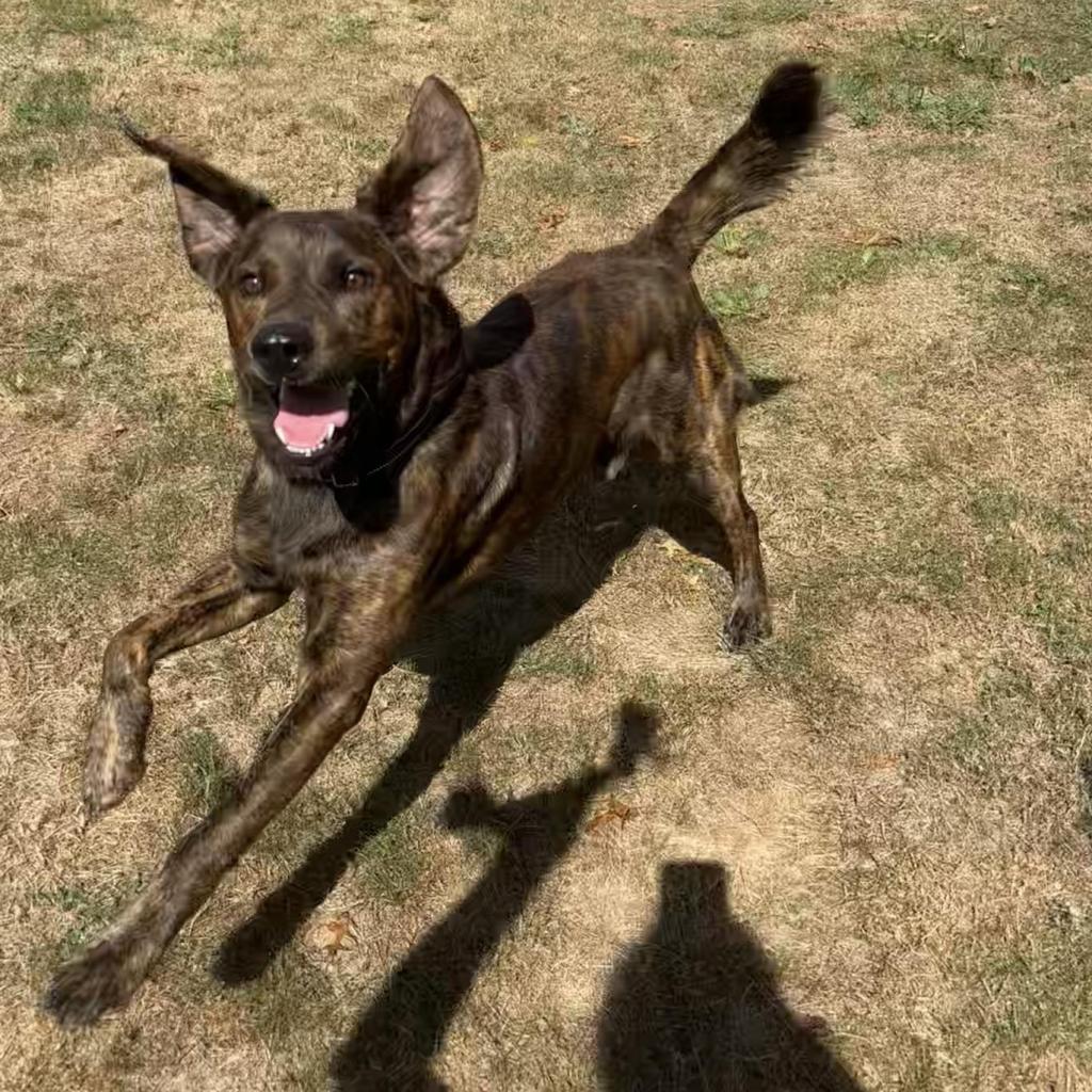 Enlarge Oakley-Rover, a Adoptable Mixed Breed in Beckley, WV image 6/6