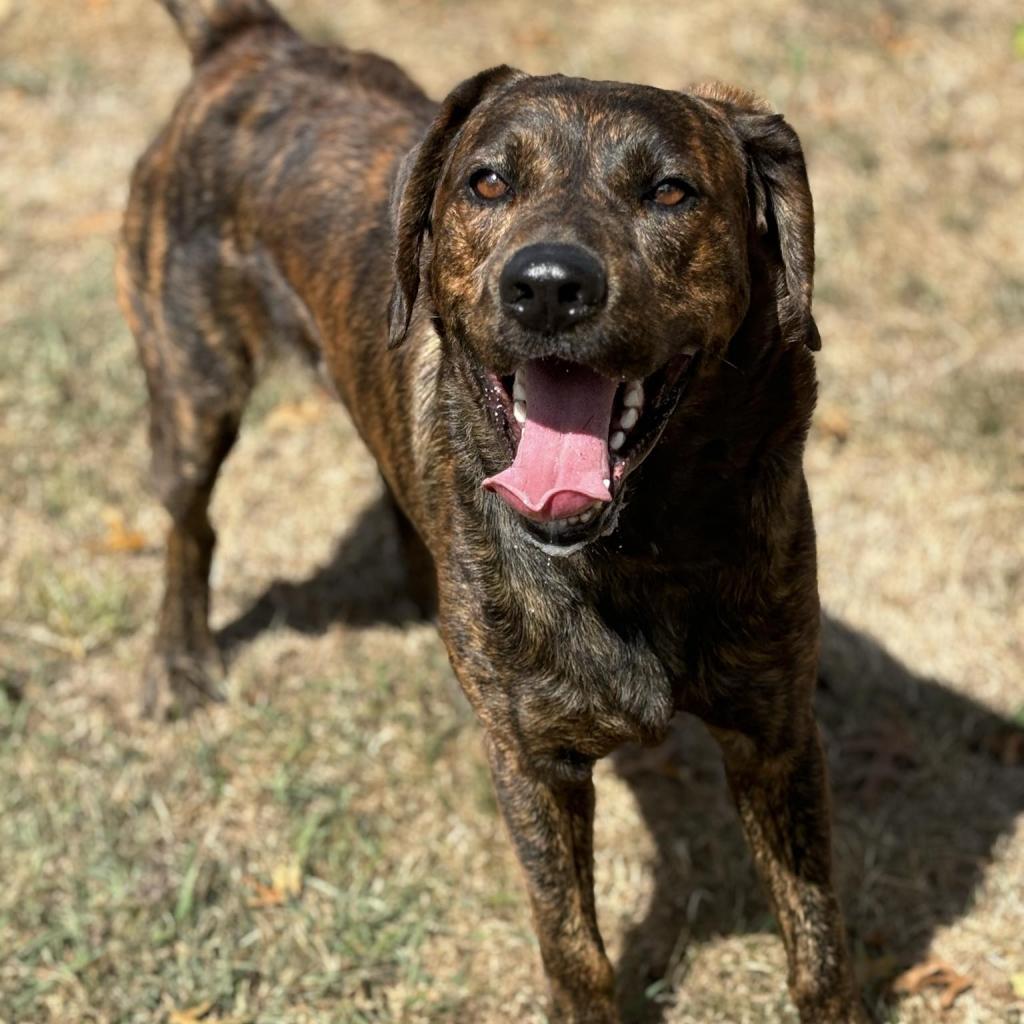 Oakley-Rover, a Adoptable Mixed Breed in Beckley, WV image 6/6