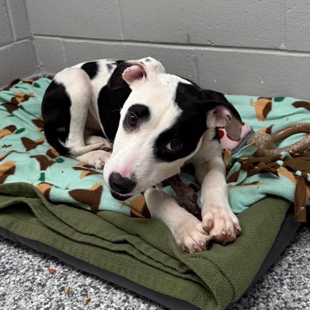 Zen, Adoptable, Puppy Female Terrier.