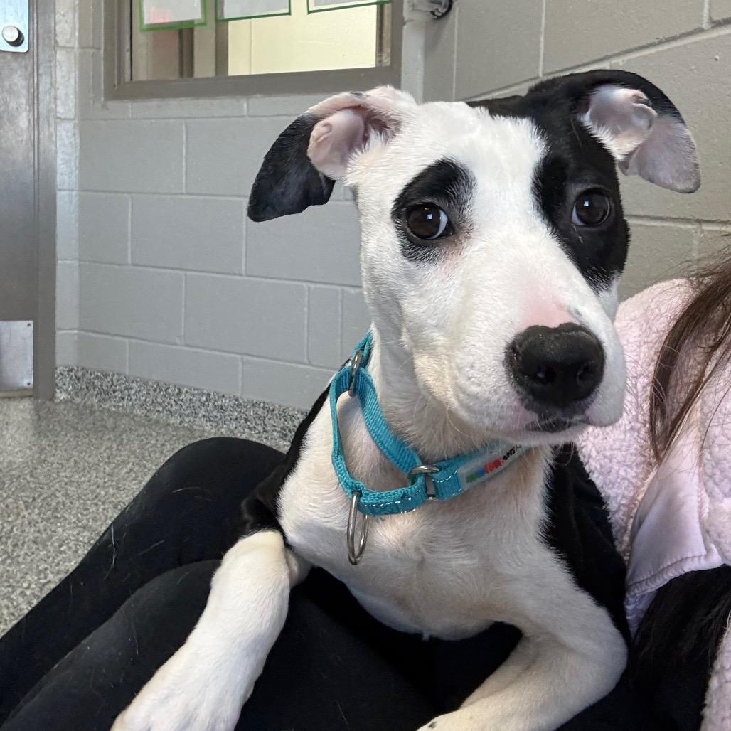 Zen, Adoptable, Puppy Female Terrier.