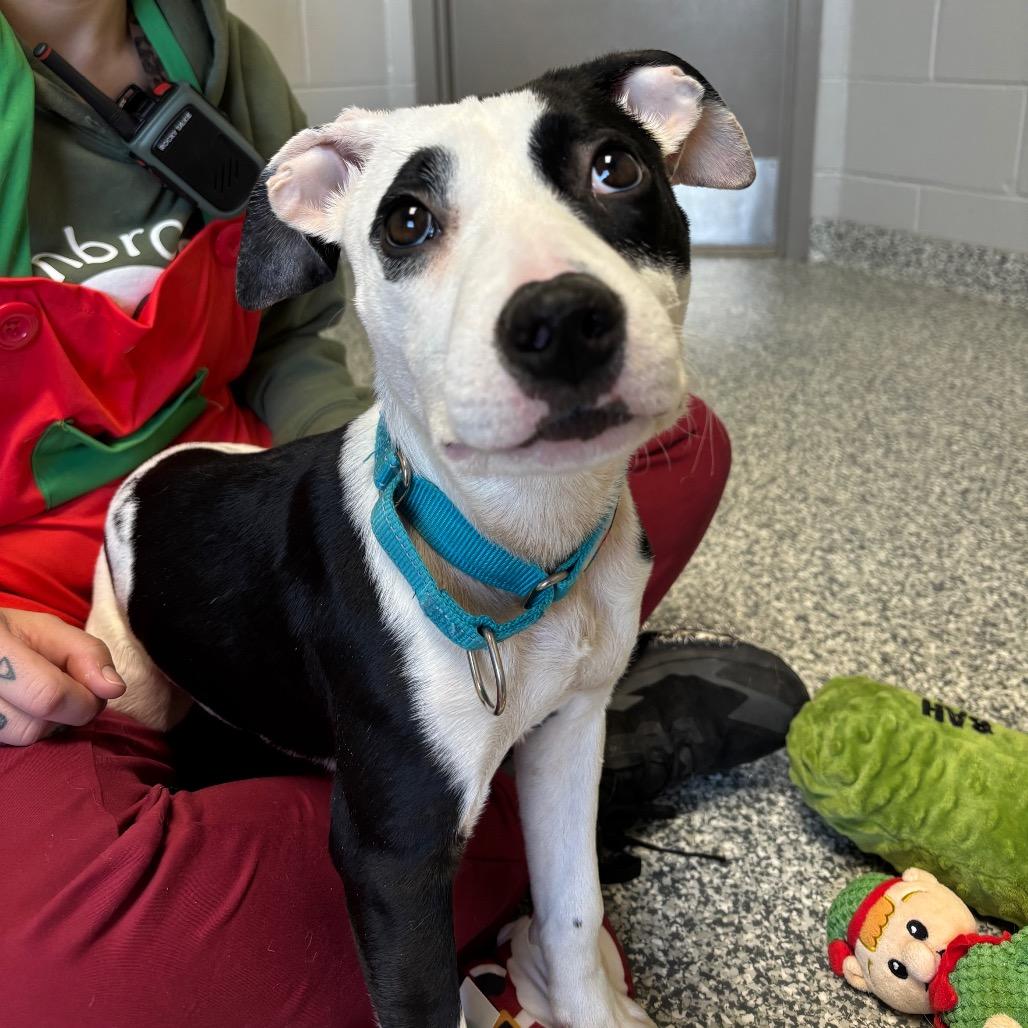 Enlarge Zen, a Adoptable mixed breed in Brookfield, WI image 2/5