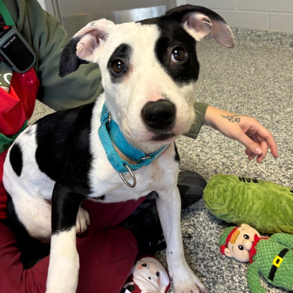 Enlarge Zen, a Adoptable mixed breed in Brookfield, WI image 3/5