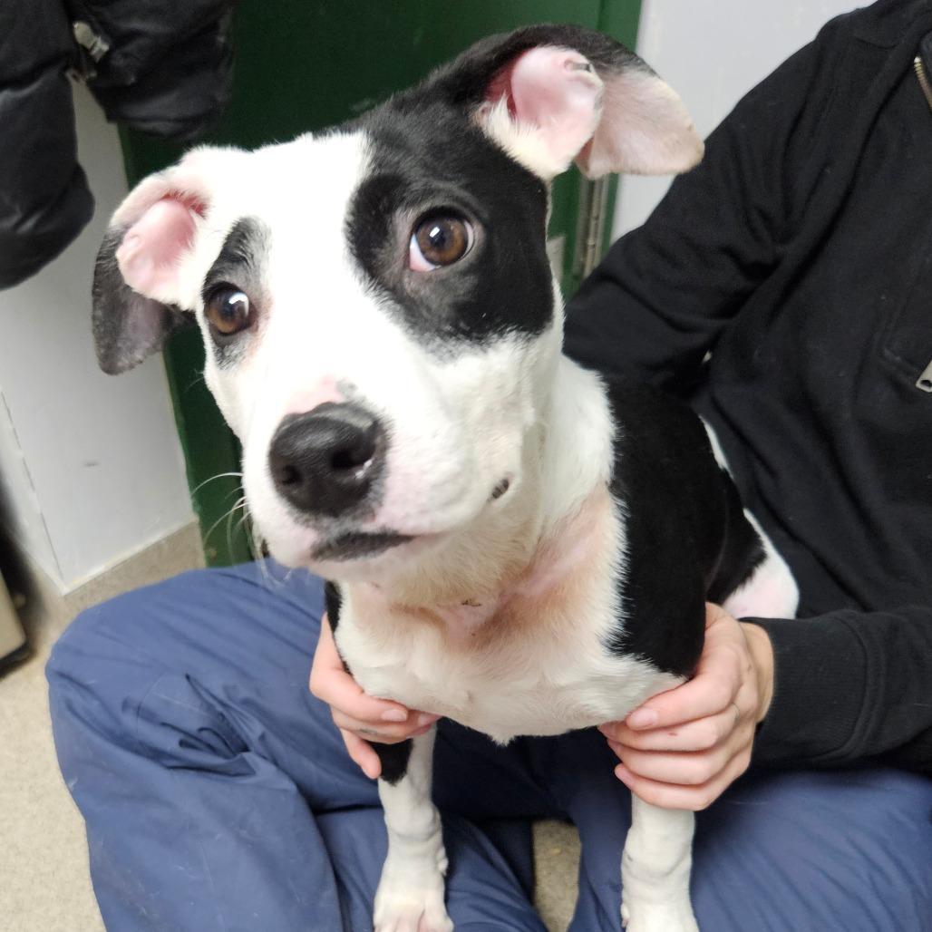 Enlarge Zen, a Adoptable mixed breed in Brookfield, WI image 4/5