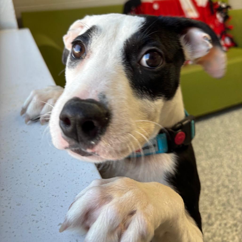 Enlarge Zen, a Adoptable mixed breed in Brookfield, WI image 5/5