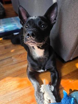 Enlarge Nubs, a Adoptable mixed breed in West Nyack, NY image 4/5