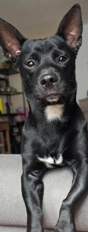Enlarge Nubs, a Adoptable mixed breed in West Nyack, NY image 2/5