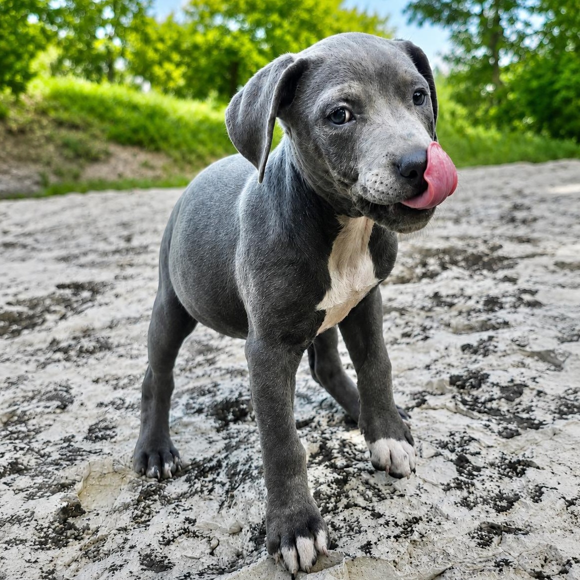 Enlarge Skye, a ADOPTABLE mixed breed in Boston, MA image 1/4
