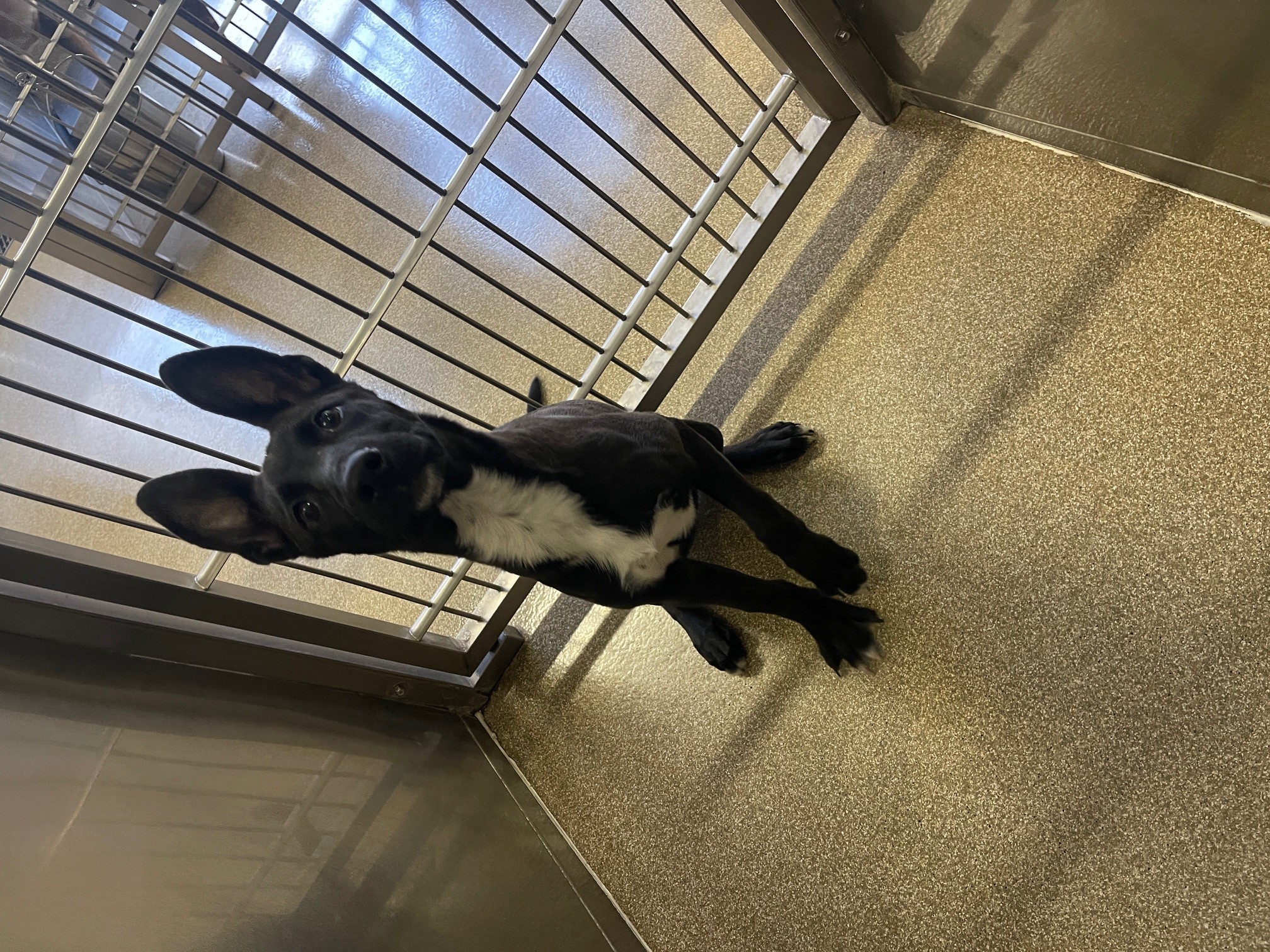 Enlarge Metro, a Adoptable mixed breed in El Paso, TX image 1/2