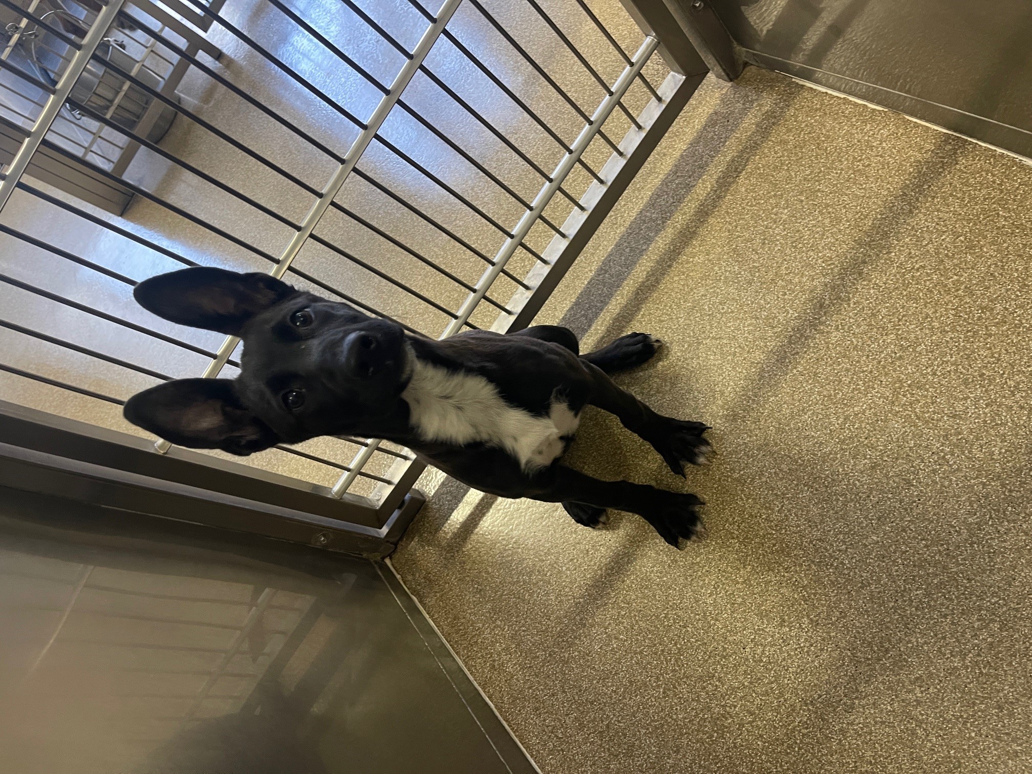 Enlarge Metro, a Adoptable mixed breed in El Paso, TX image 2/2