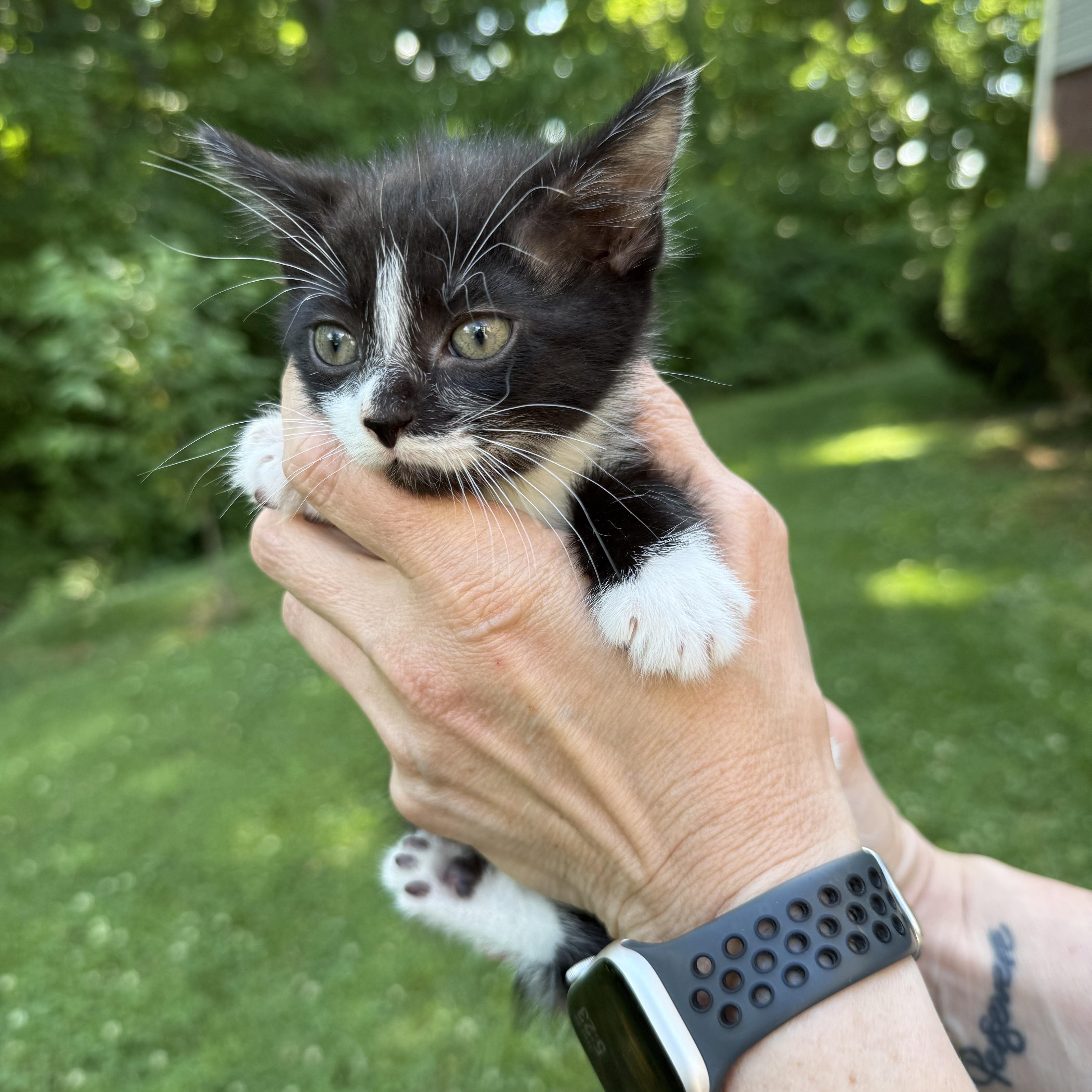 Checkers, a Adoptable Domestic Short Hair in Johnson City, TN image 2/3