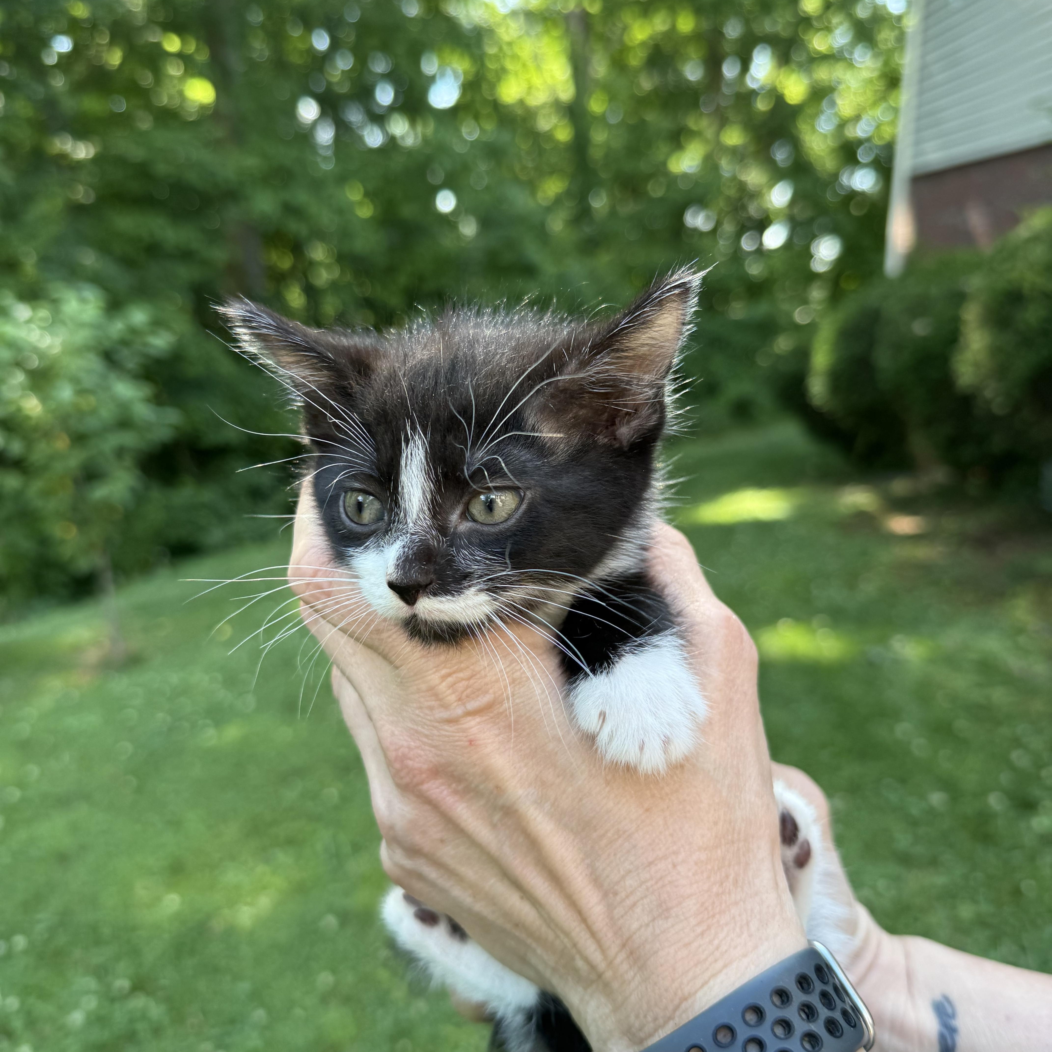 Checkers, a Adoptable Domestic Short Hair in Johnson City, TN image 3/3