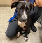 Pebbles 59411908, a ADOPTABLE mixed breed in Harvey , LA image 2/2