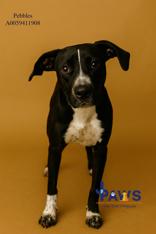 Pebbles 59411908, a ADOPTABLE mixed breed in Harvey , LA image 1/2