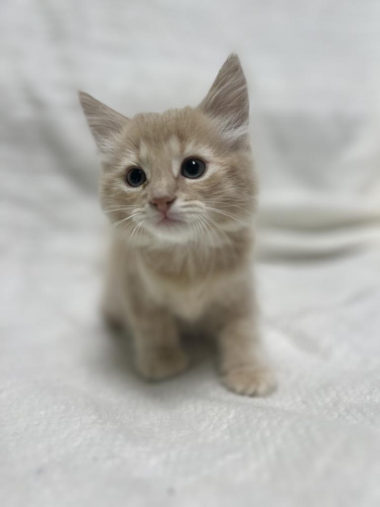 Freddy, an adopted Domestic Medium Hair in Jackson, MI image 3/3