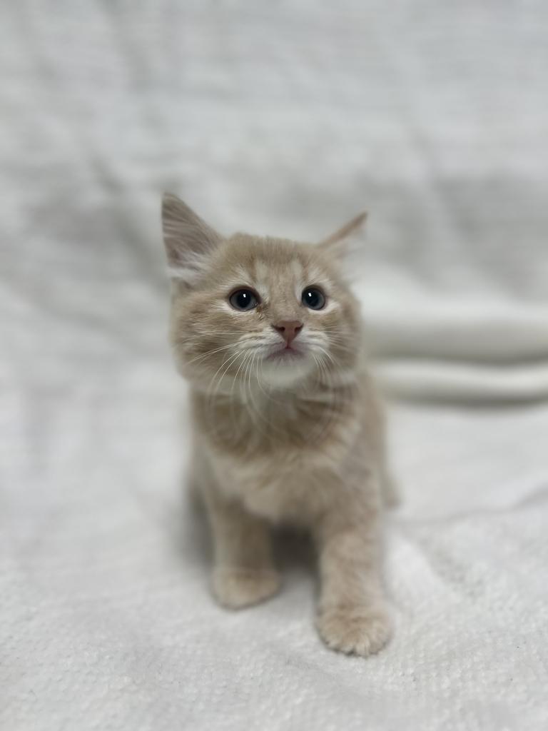 Freddy, adopted, Young Male Domestic Medium Hair.
