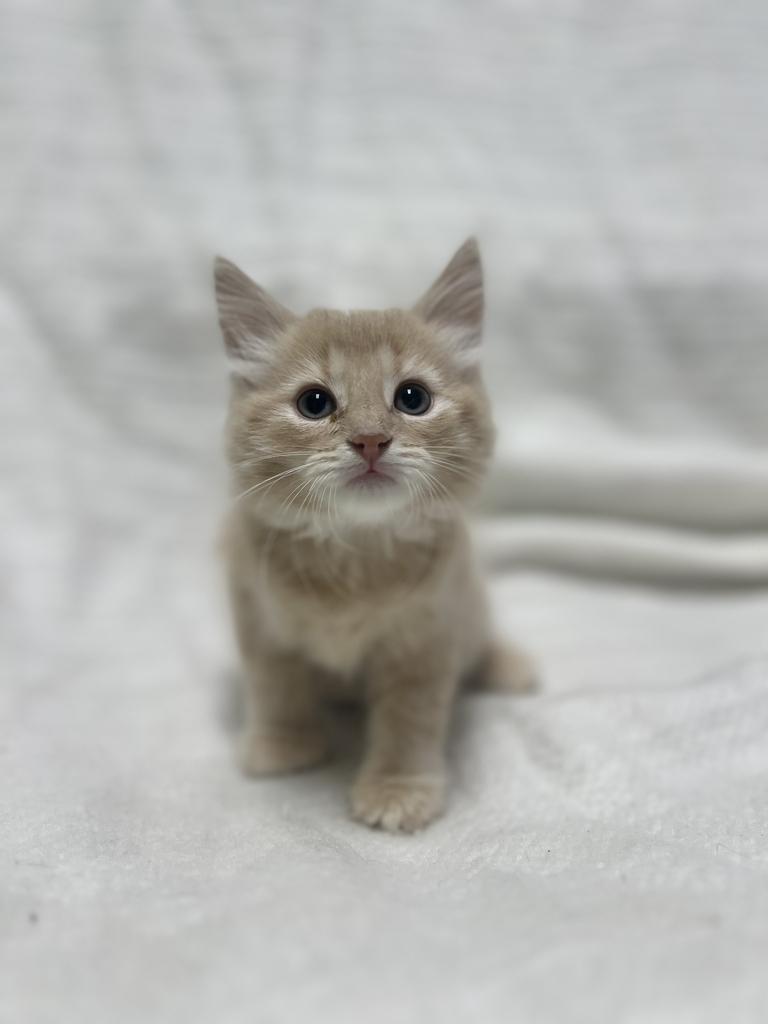 Freddy, an adopted Domestic Medium Hair in Jackson, MI image 2/3