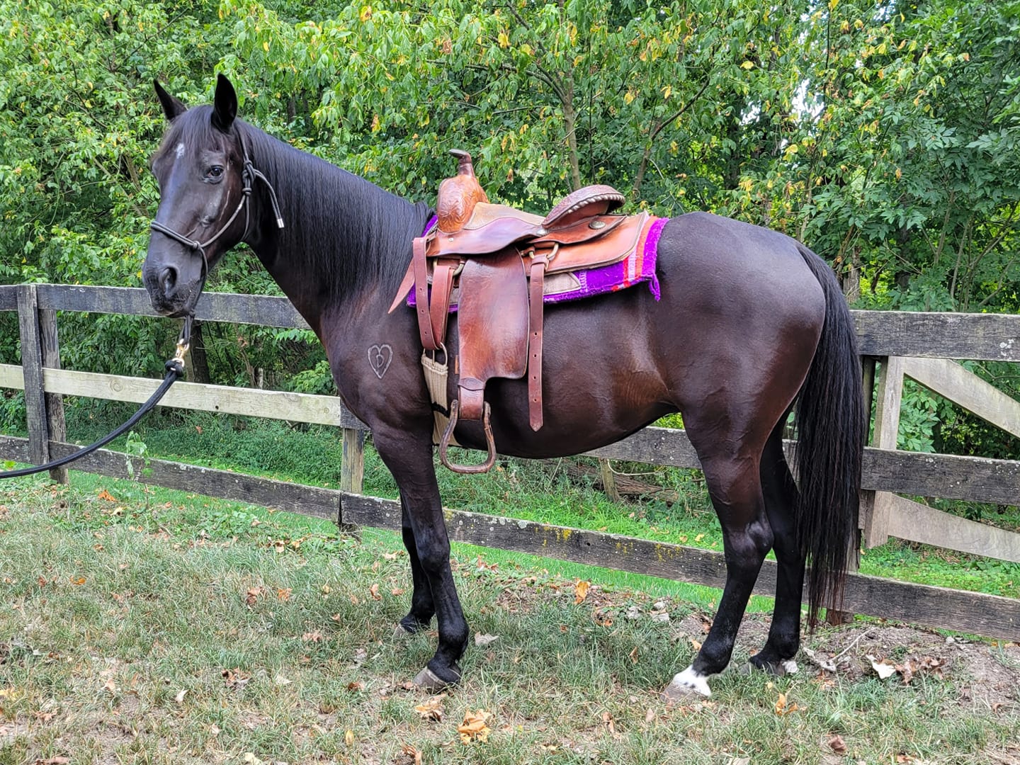 Enlarge Eve, a Adoptable Tennessee Walker in Huntington, WV image 3/5