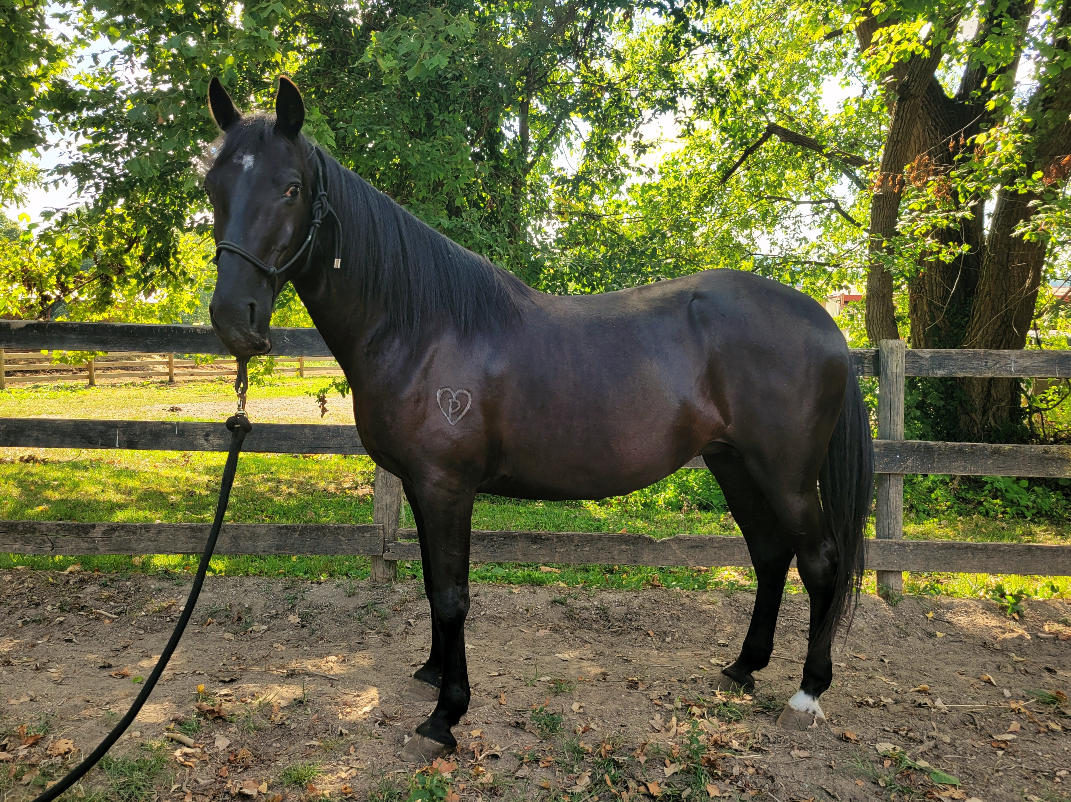 Enlarge Eve, a Adoptable Tennessee Walker in Huntington, WV image 4/5