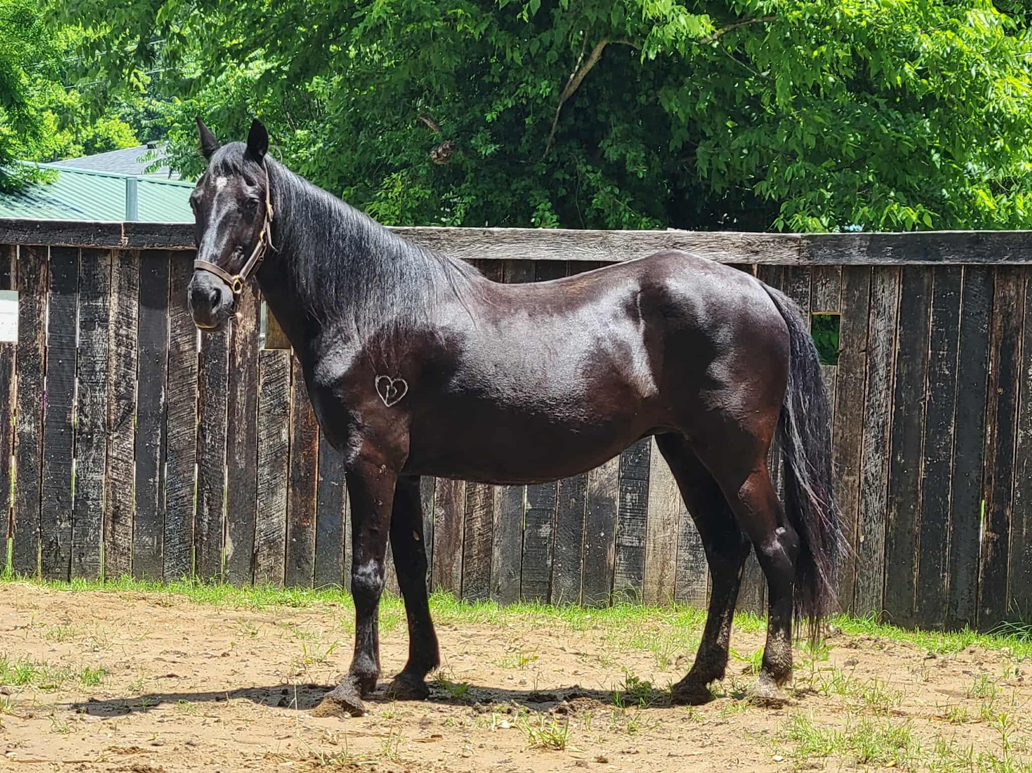 Enlarge Eve, a Adoptable Tennessee Walker in Huntington, WV image 1/5