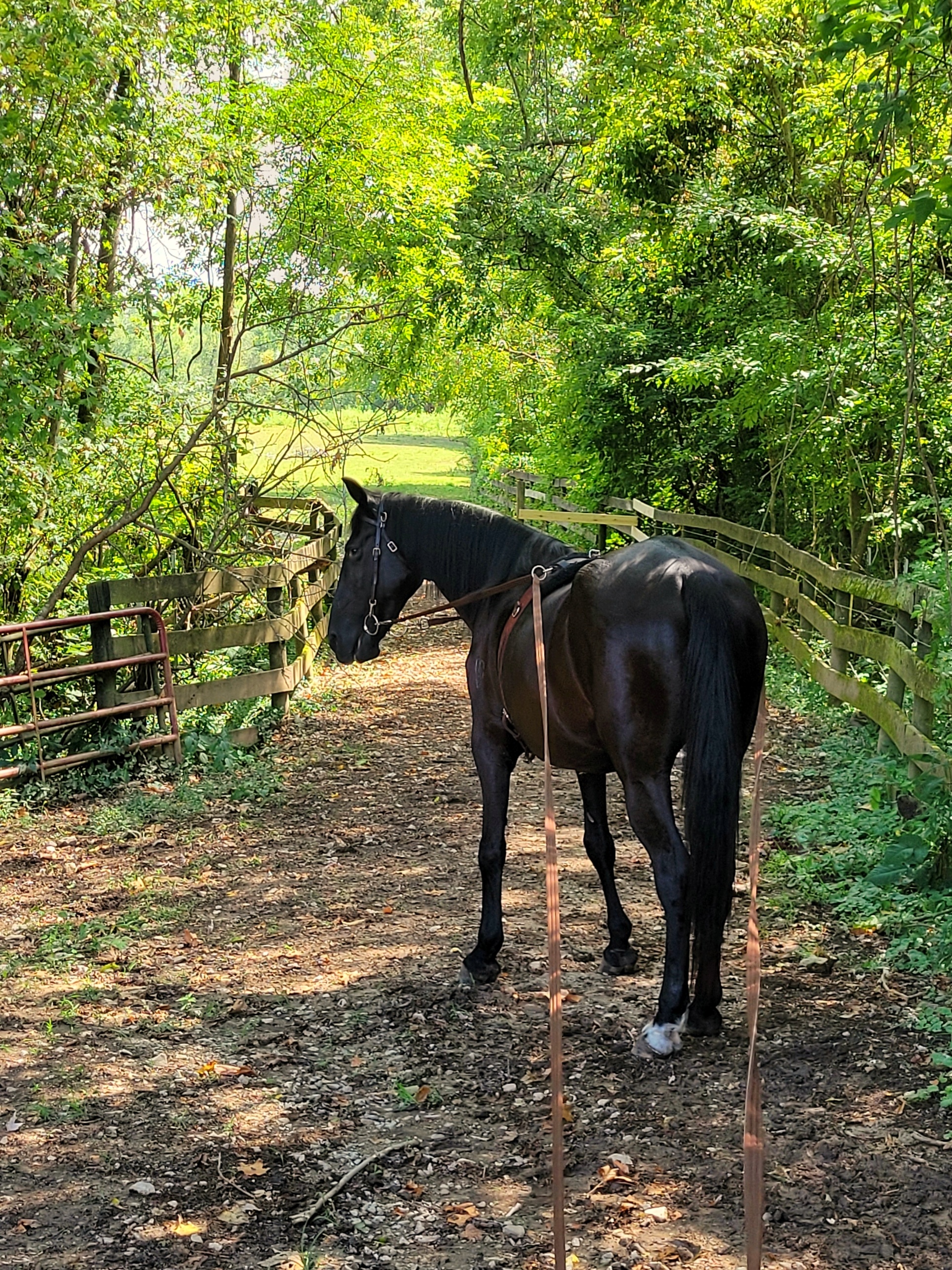 Enlarge Eve, a Adoptable Tennessee Walker in Huntington, WV image 5/5