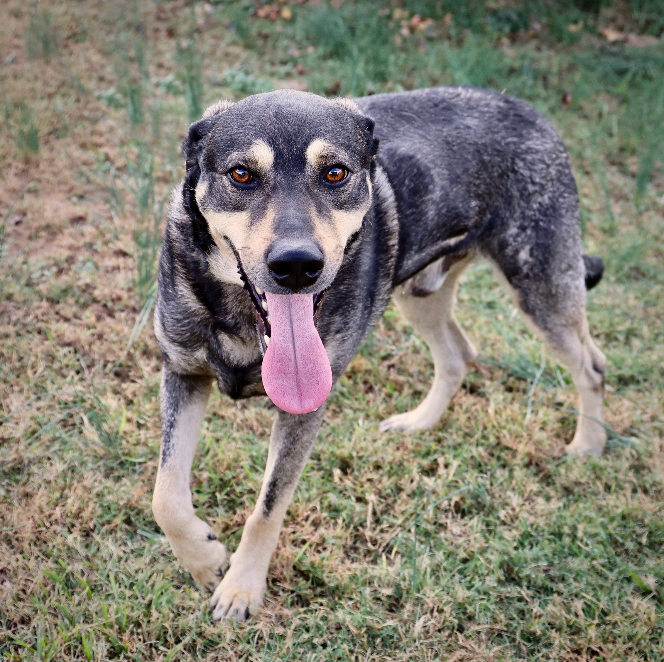 Enlarge Gouda, a Adoptable mixed breed in Guntersville, AL image 3/5