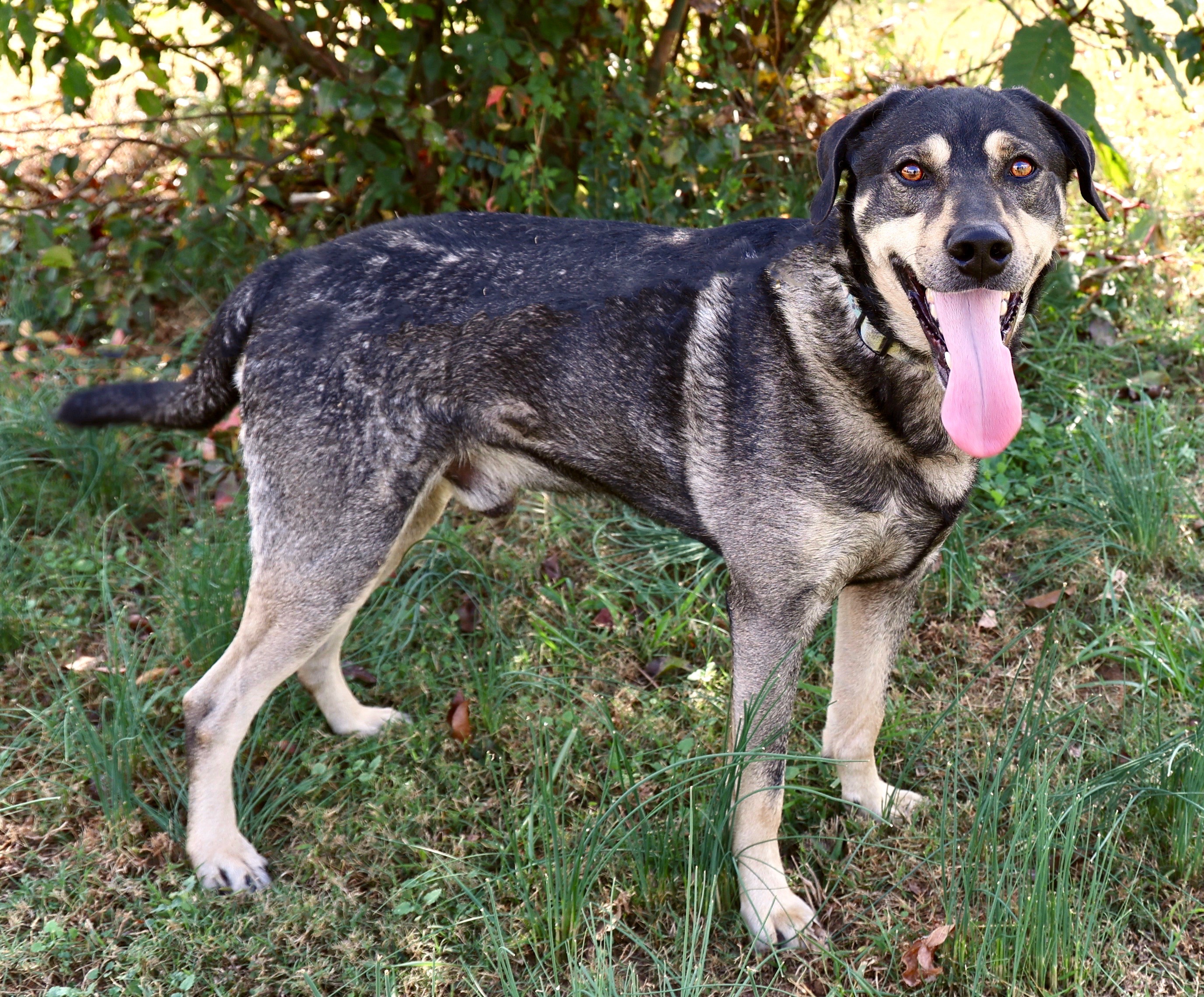 Gouda, Adoptable, Adult Male German Shepherd Dog.
