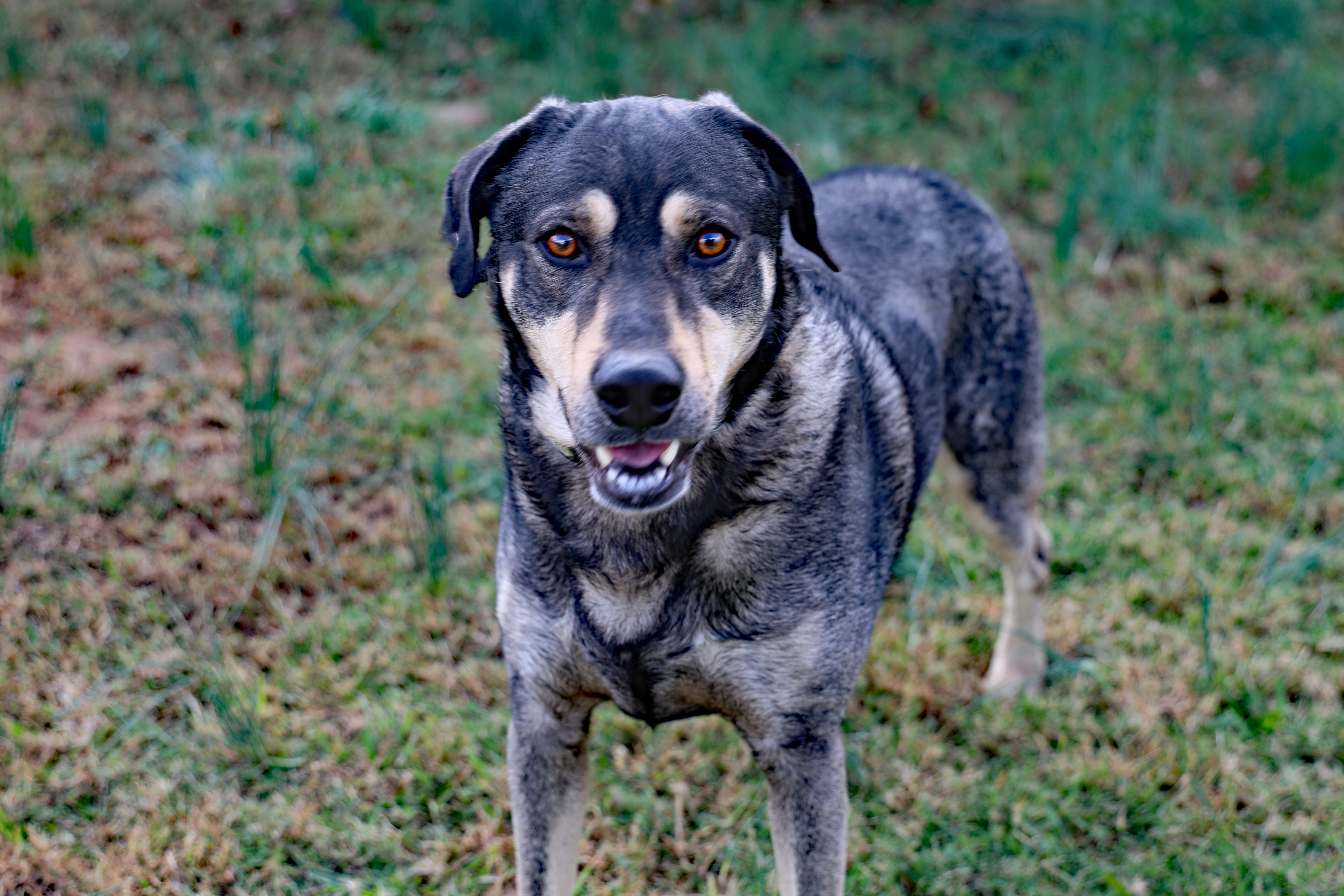 Enlarge Gouda, a Adoptable mixed breed in Guntersville, AL image 5/5