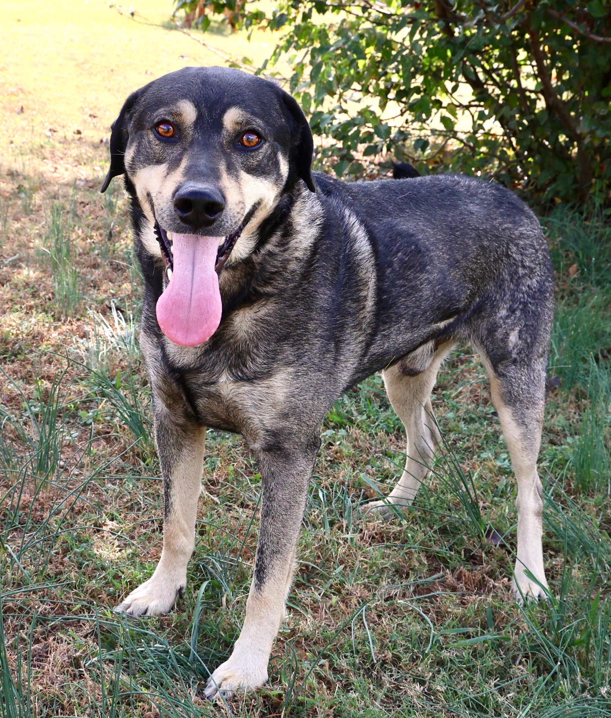 Enlarge Gouda, a Adoptable mixed breed in Guntersville, AL image 4/5