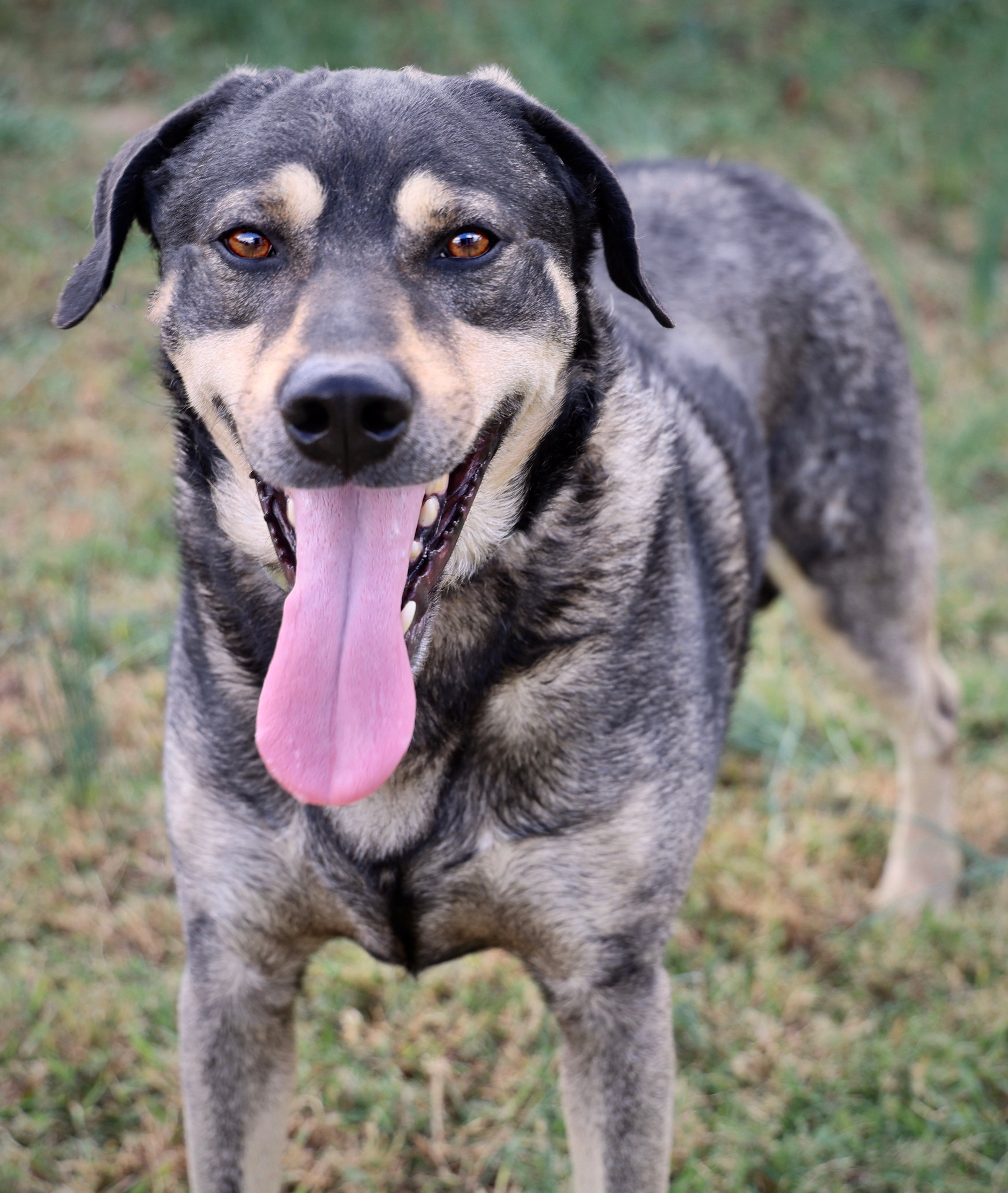 Gouda, Adoptable, Adult Male German Shepherd Dog.