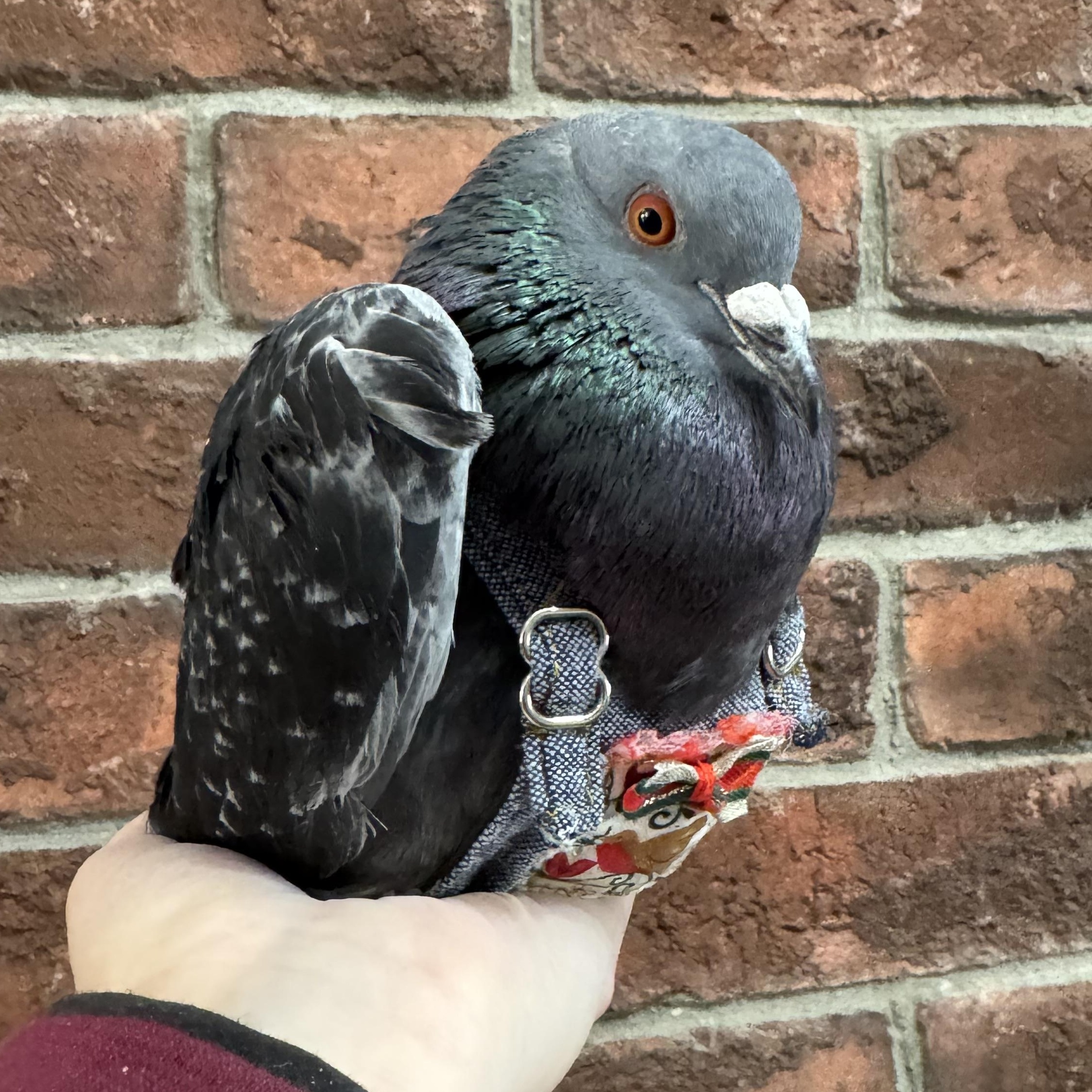 Enlarge Adzuki, a Adoptable Pigeon in Chicago, IL image 5/5