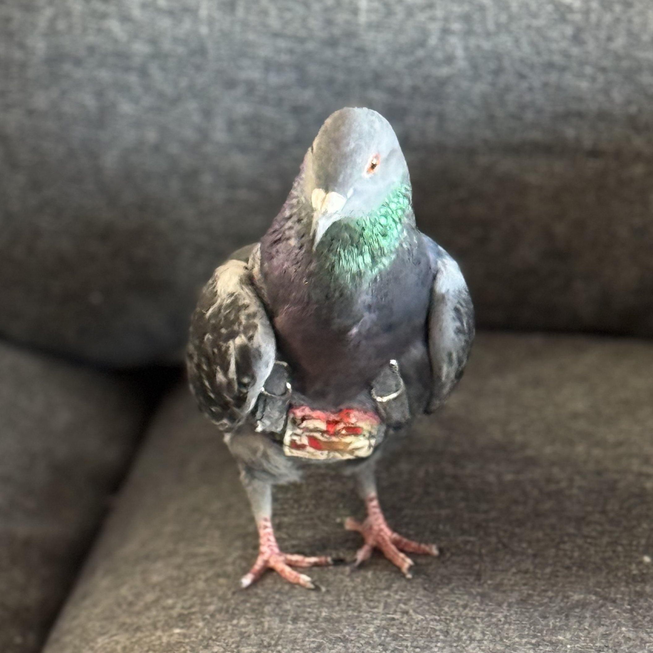 Enlarge Adzuki, a Adoptable Pigeon in Chicago, IL image 3/5