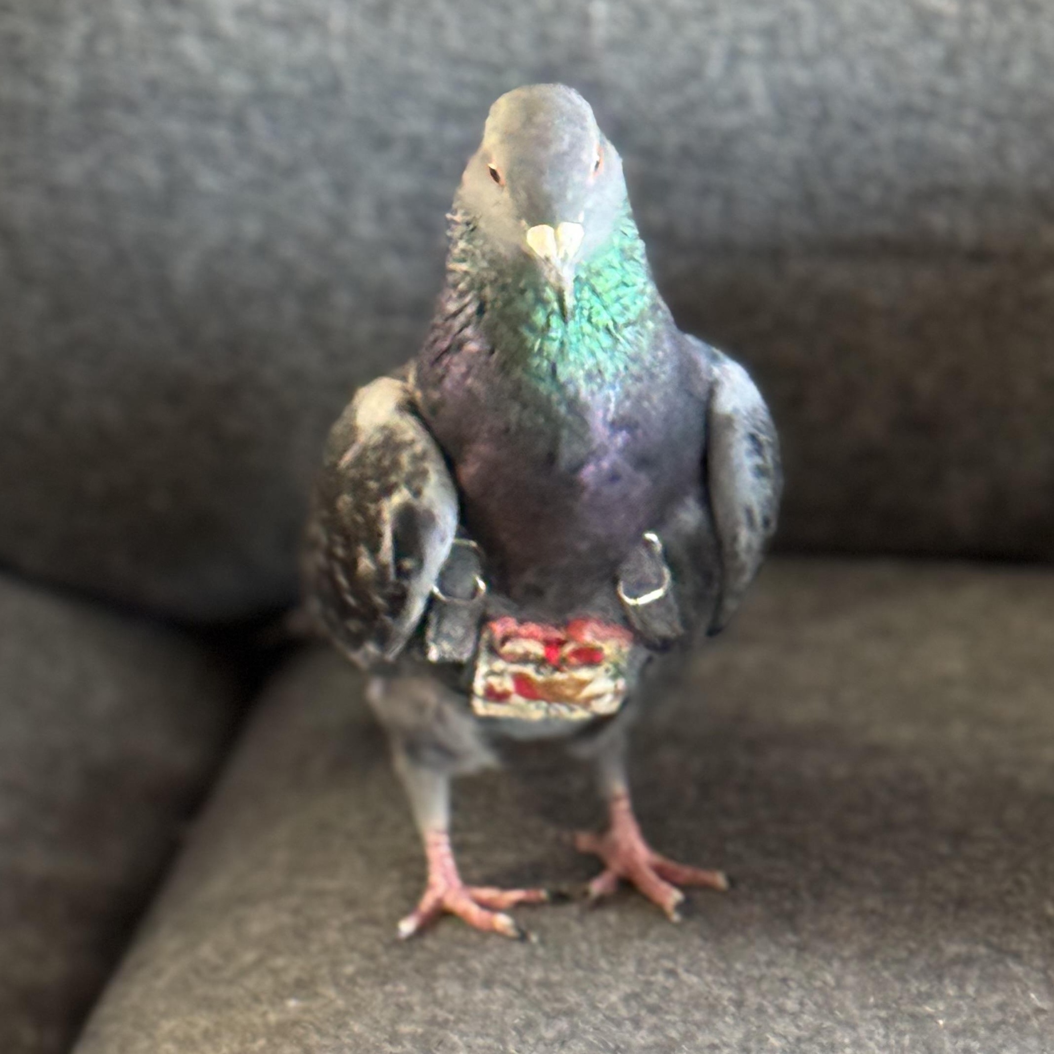 Enlarge Adzuki, a Adoptable Pigeon in Chicago, IL image 2/5