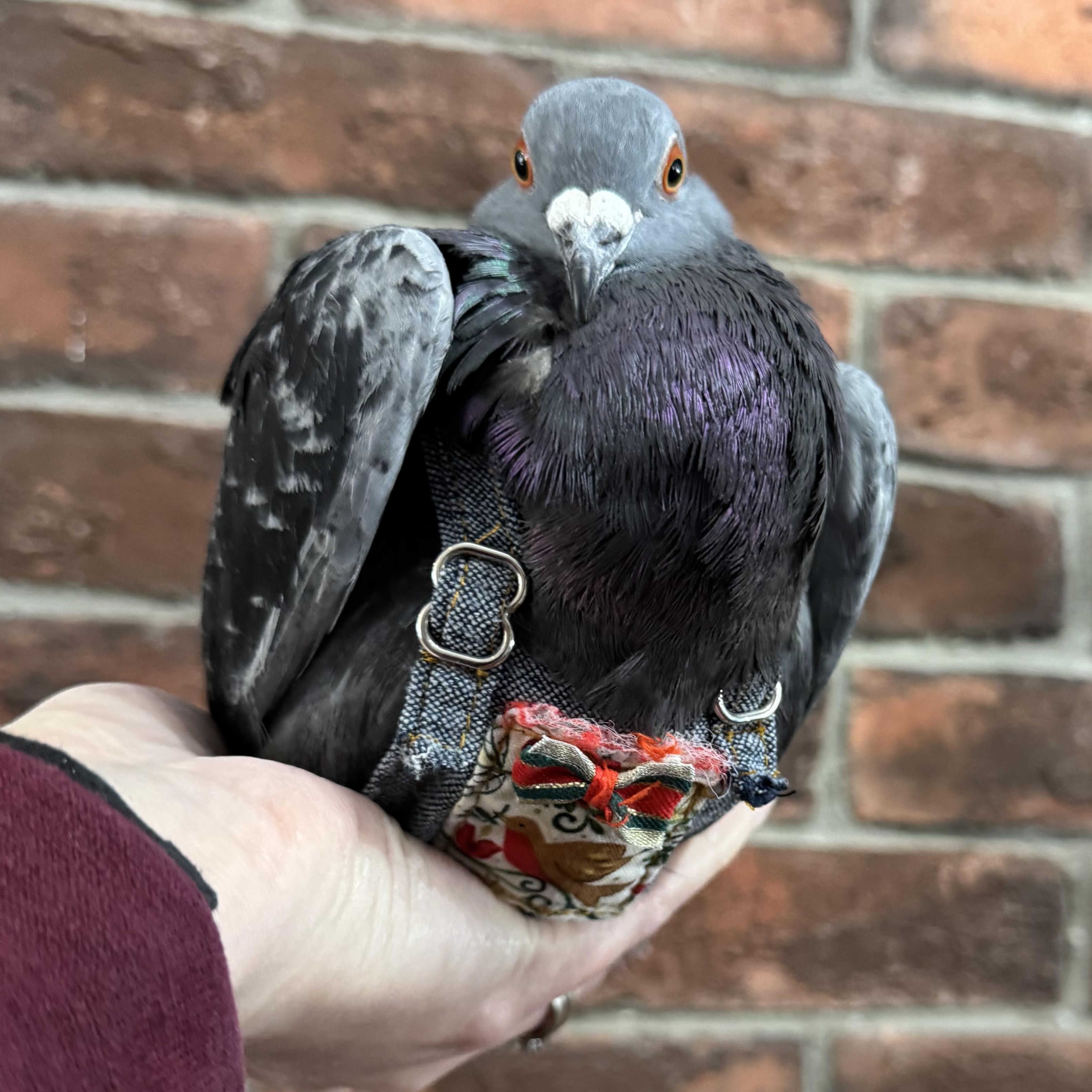 Enlarge Adzuki, a Adoptable Pigeon in Chicago, IL image 4/5