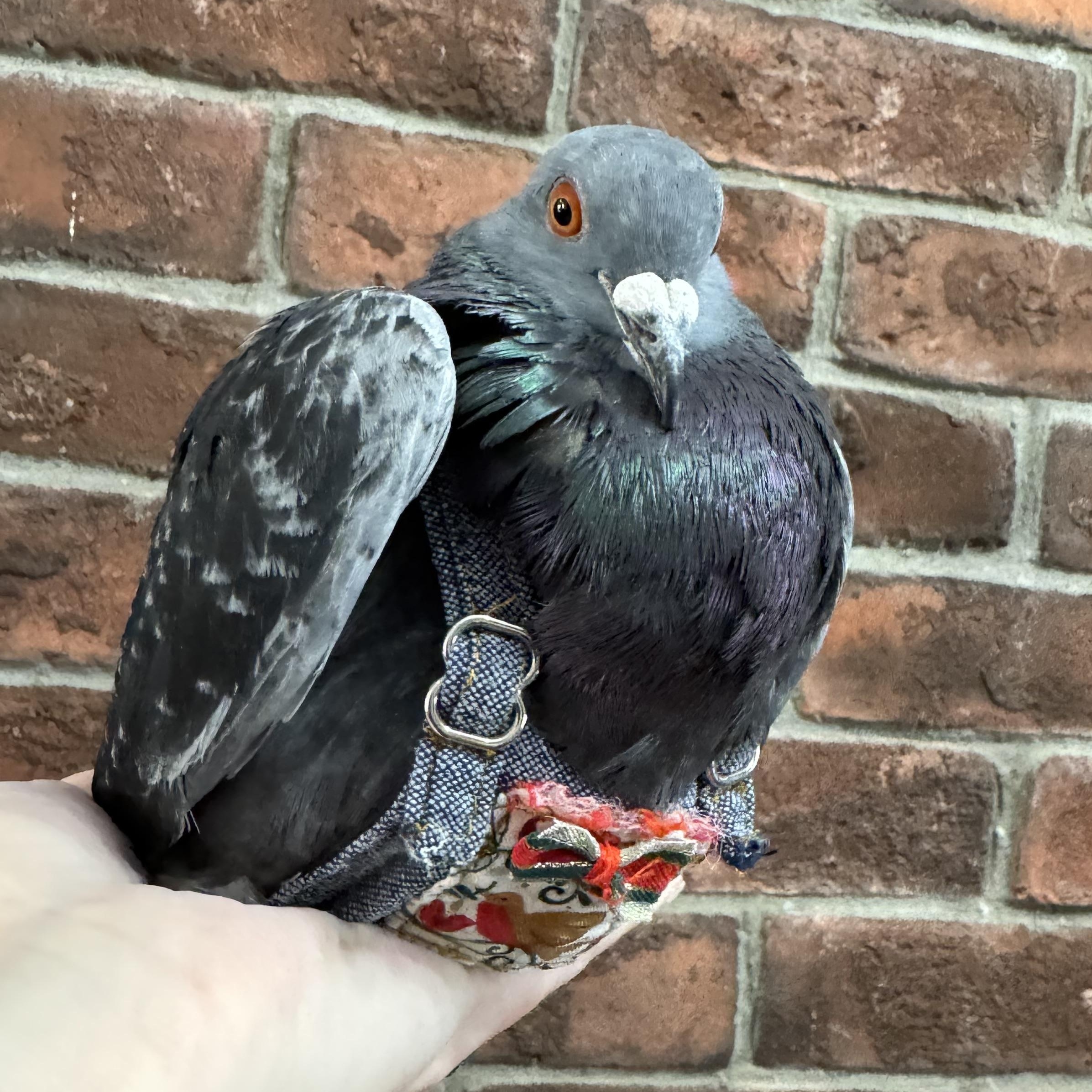 Adzuki, Adoptable, Adult Male Pigeon.