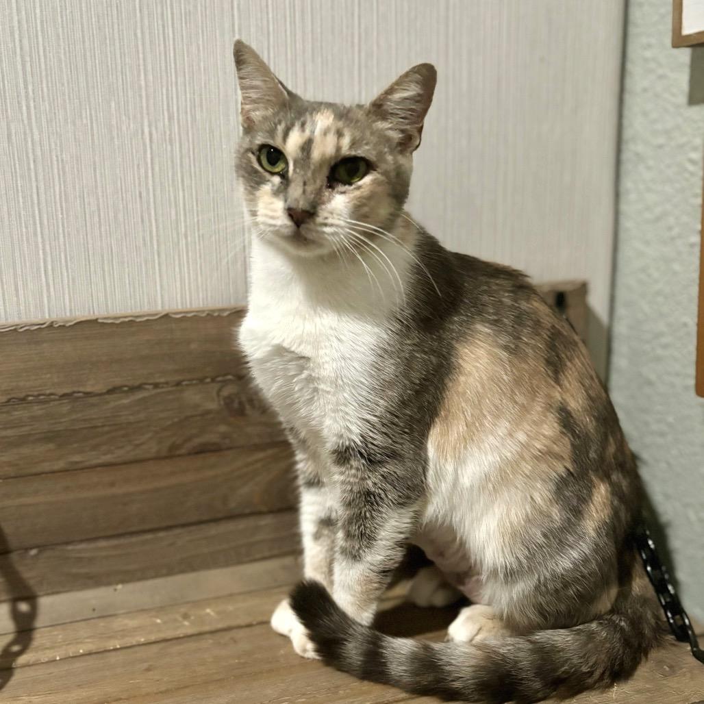 KitKat, Adoptable, Adult Female Domestic Short Hair.