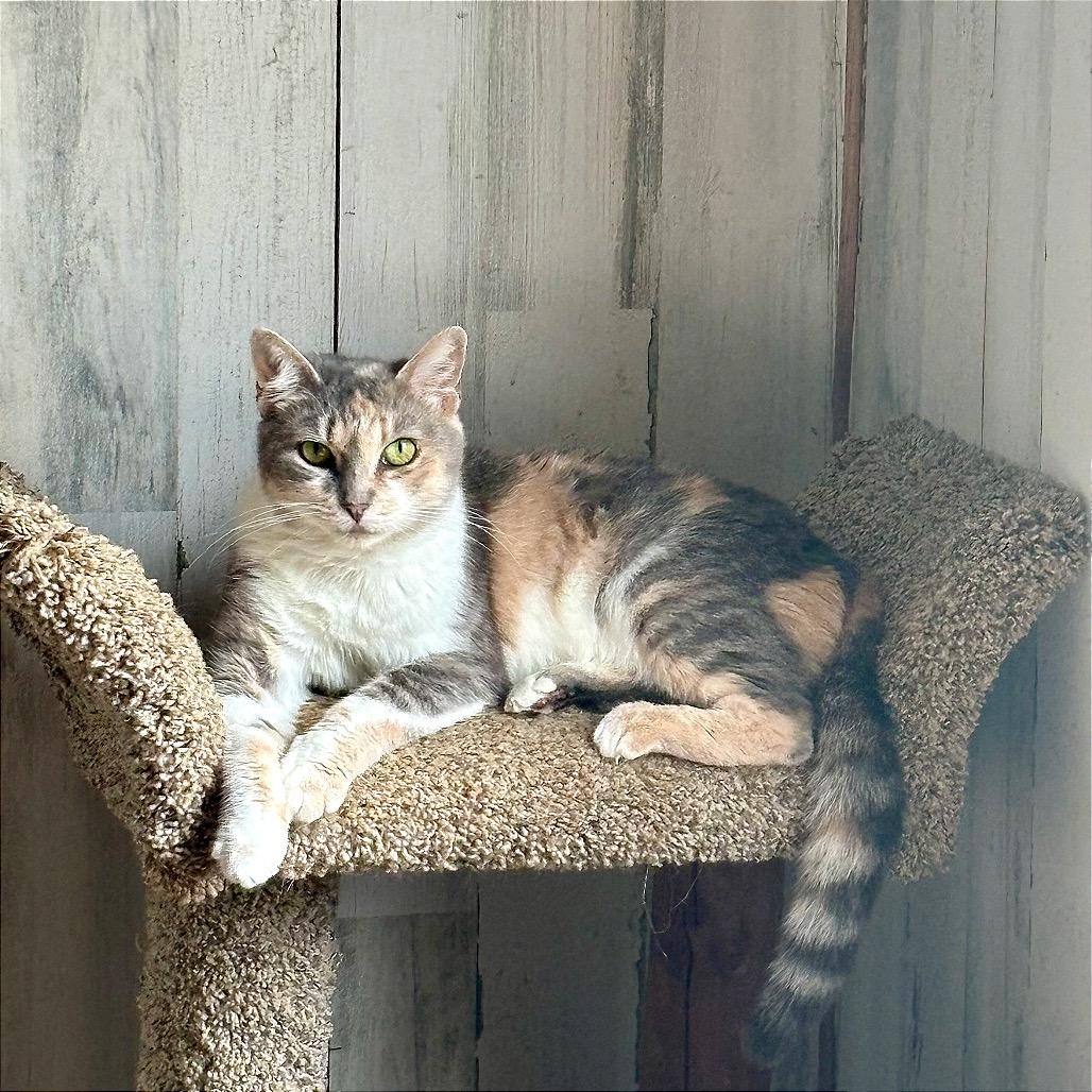 Enlarge KitKat, a Adoptable Domestic Short Hair in Bulverde, TX image 2/4