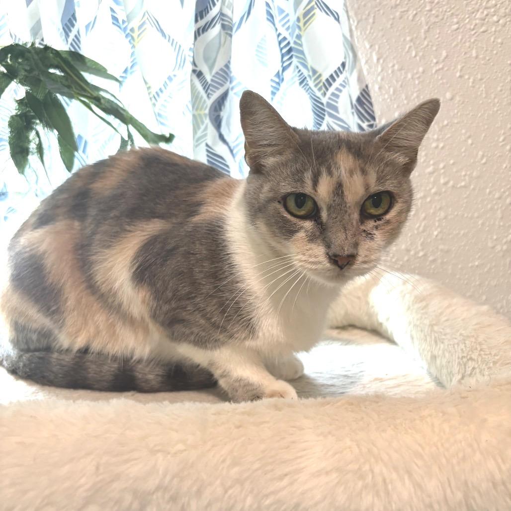 Enlarge KitKat, a Adoptable Domestic Short Hair in Bulverde, TX image 3/4