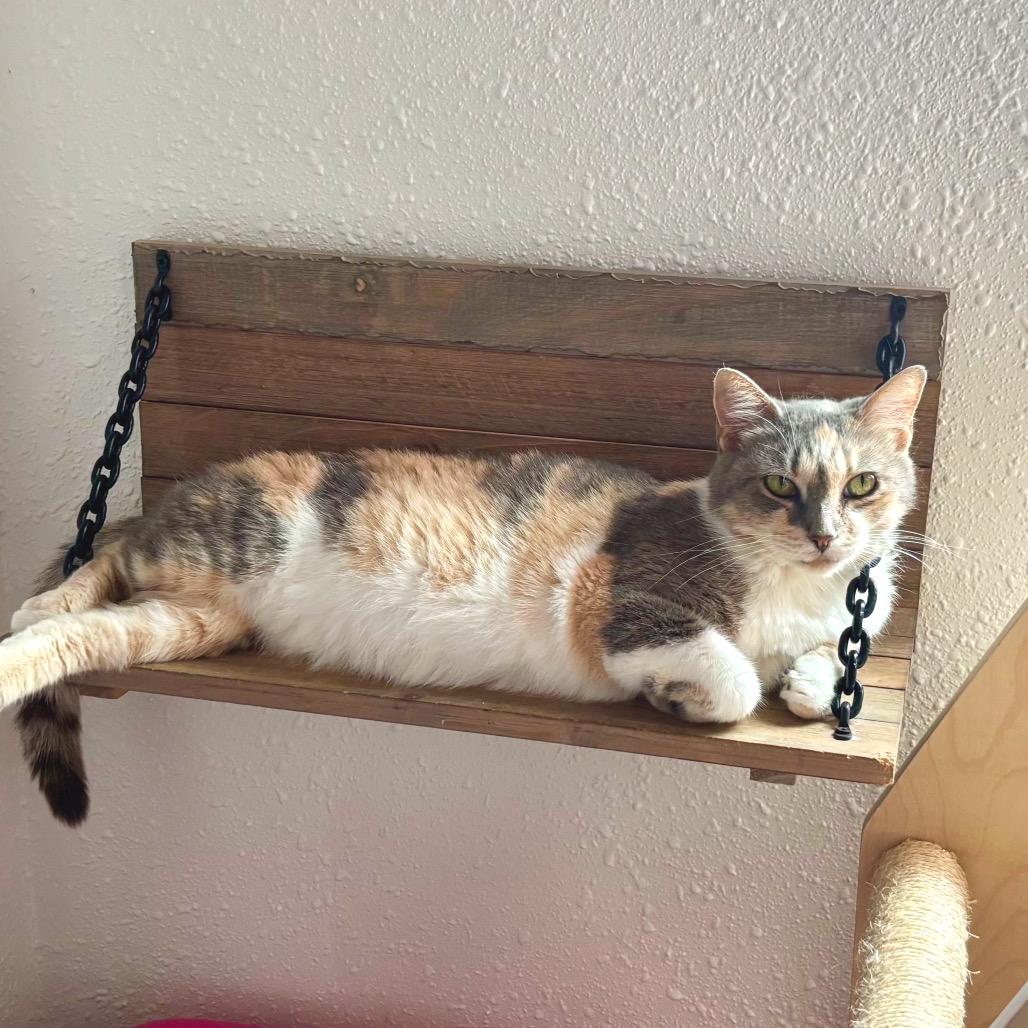 Enlarge KitKat, a Adoptable Domestic Short Hair in Bulverde, TX image 4/4