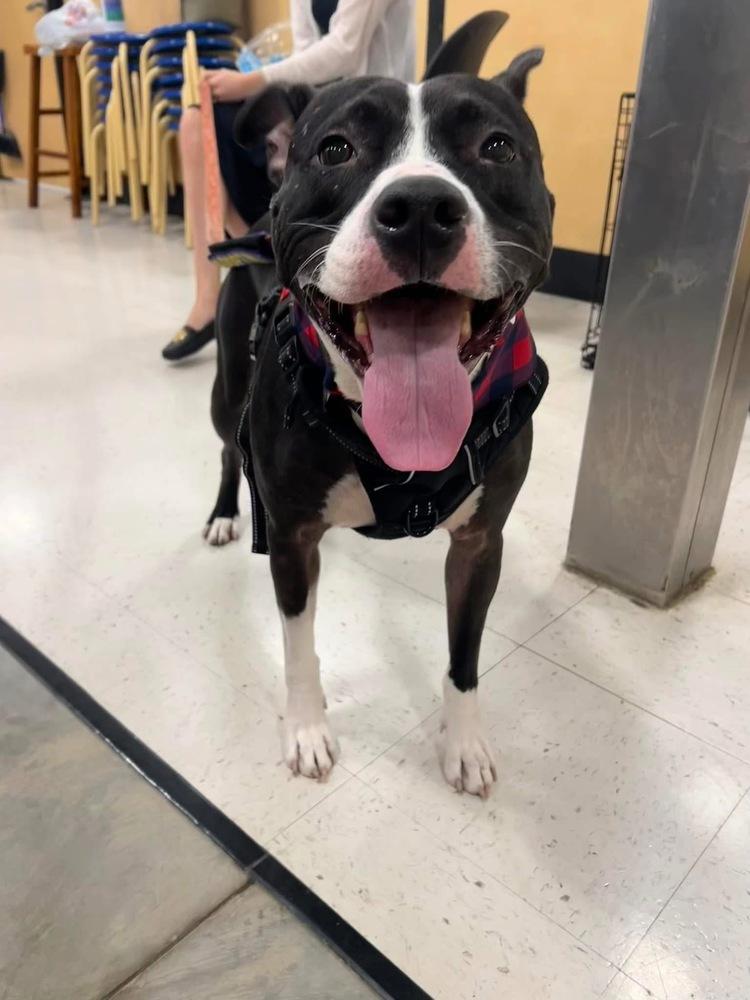 Enlarge Ophelia, a Adoptable mixed breed in Wendell, NC image 1/5